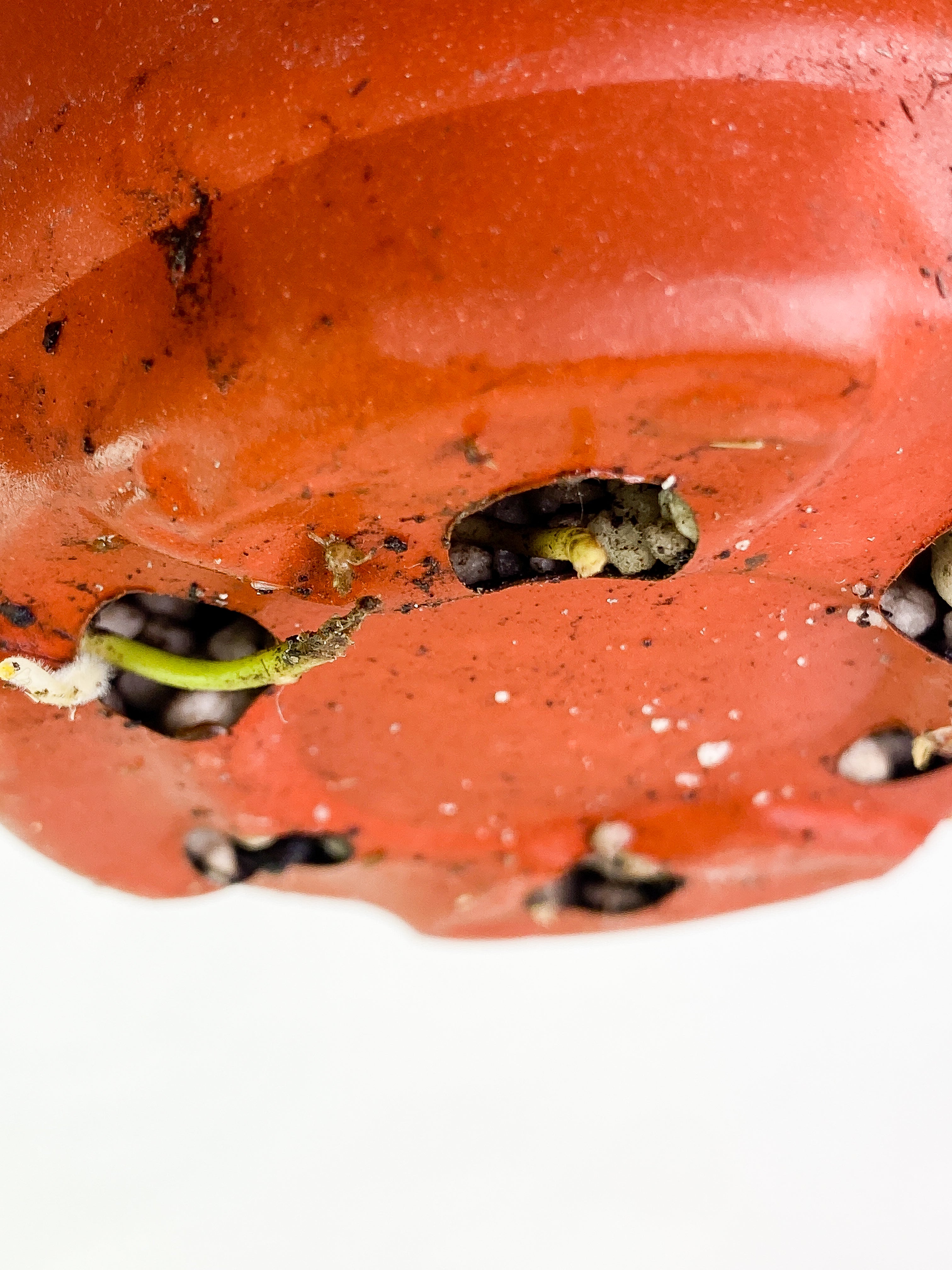 Anthurium Rugulosum 2 leaves & 1 sprout