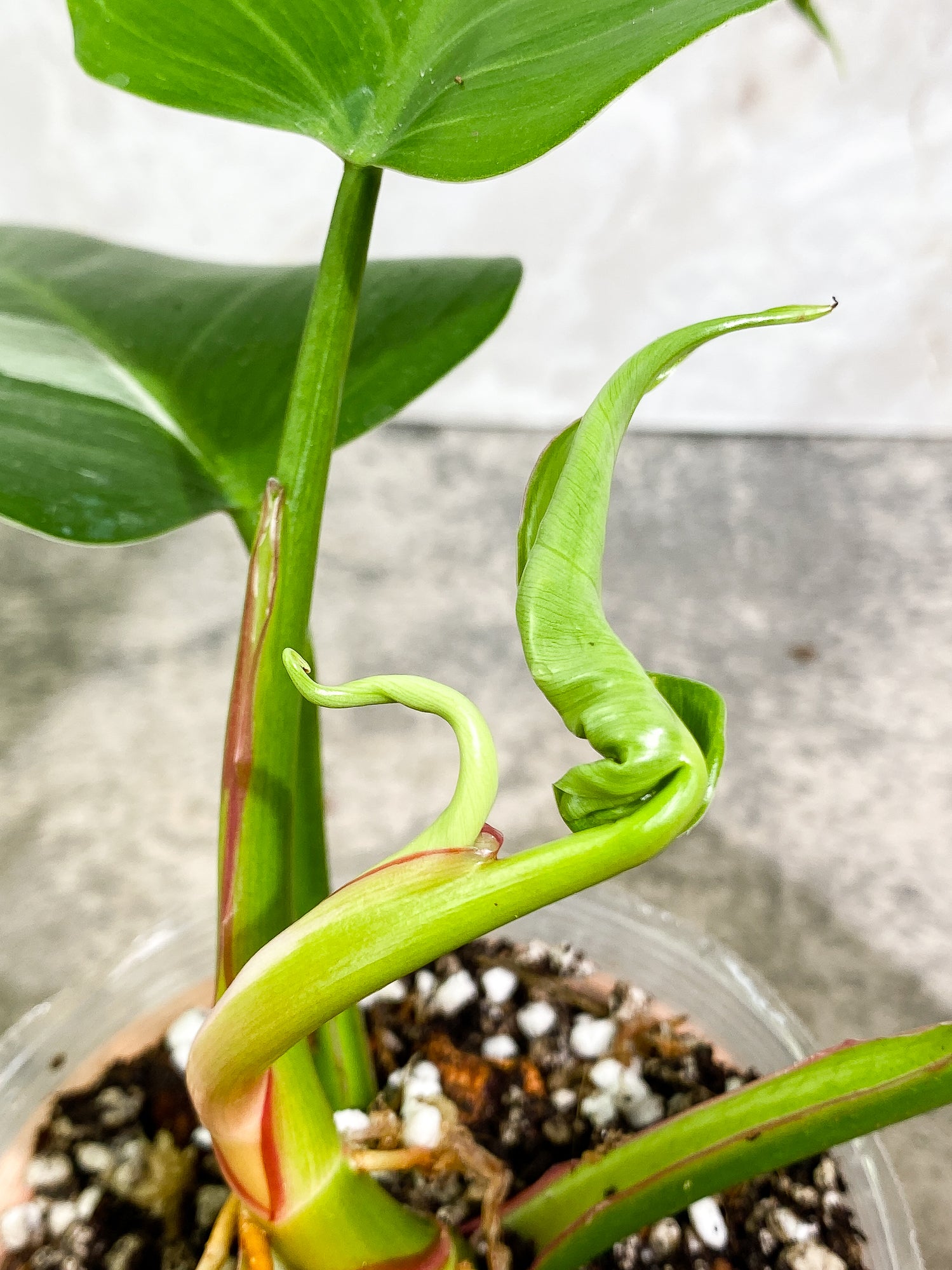 Philodendron white princess tricolor 4 leaves 1 sprout Slightly Rooted