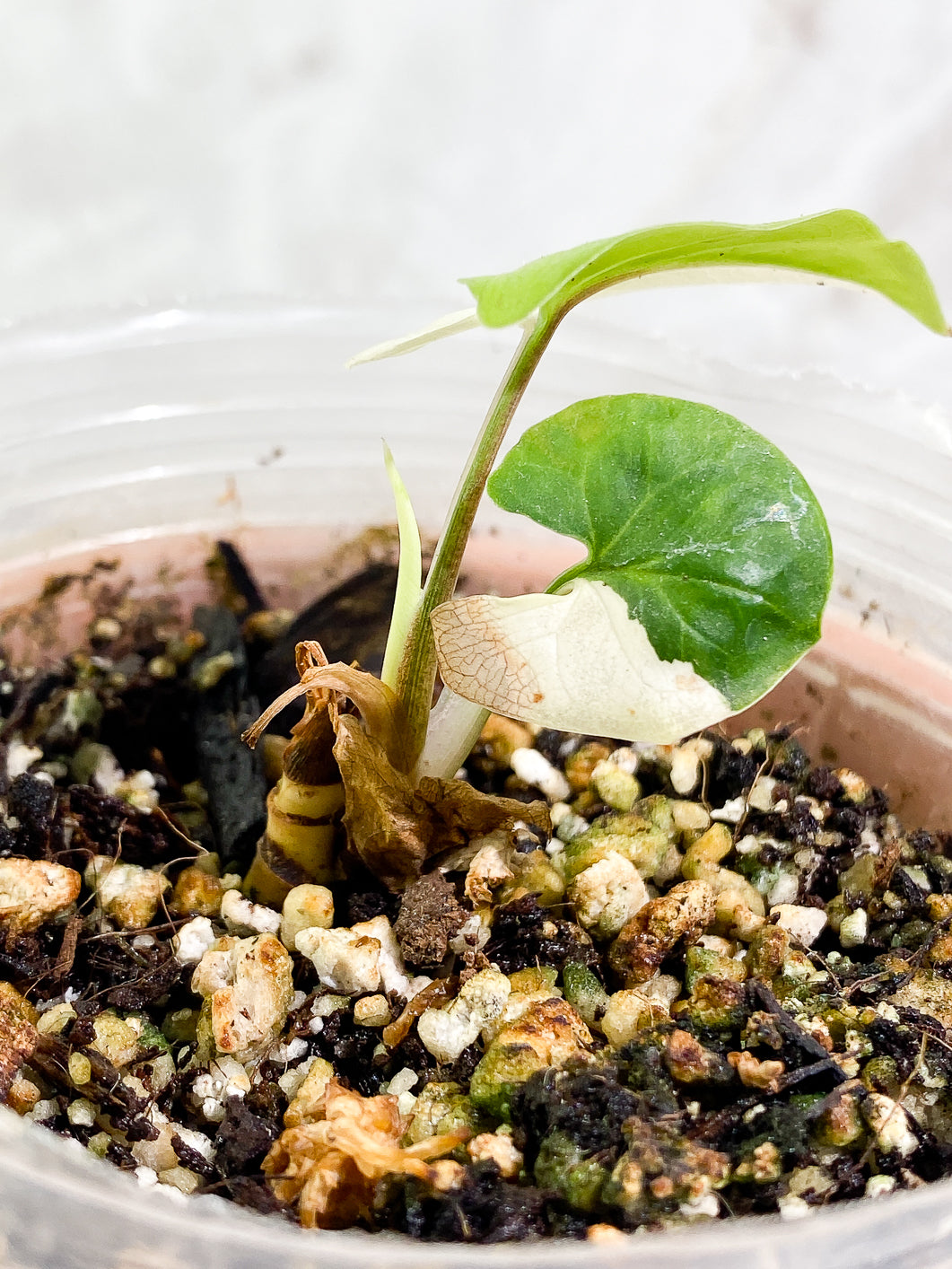 Syngonium Aurea 2 leaves half-moon 1 sprout rooted