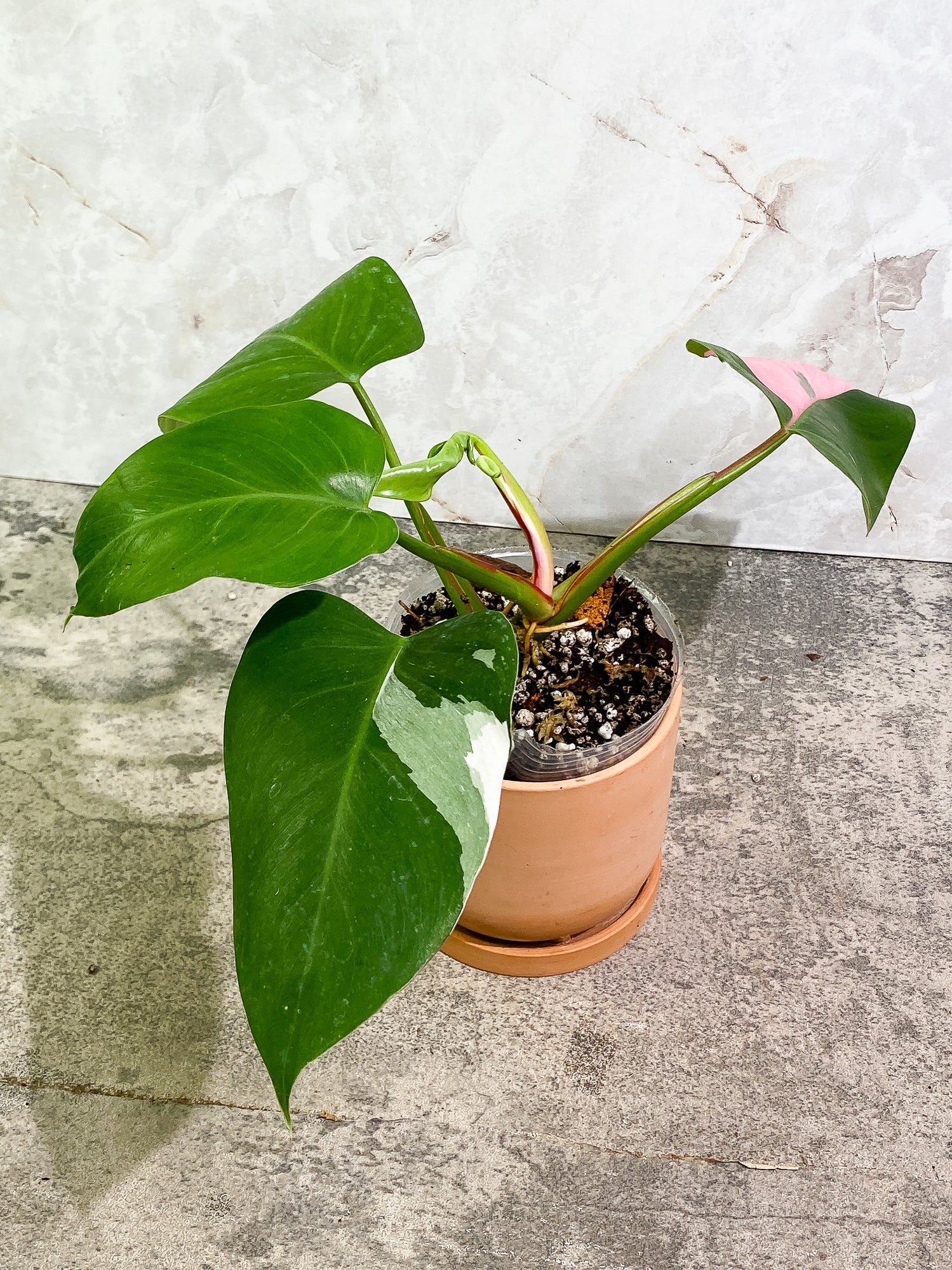 Philodendron white princess tricolor 4 leaves 1 sprout Slightly Rooted