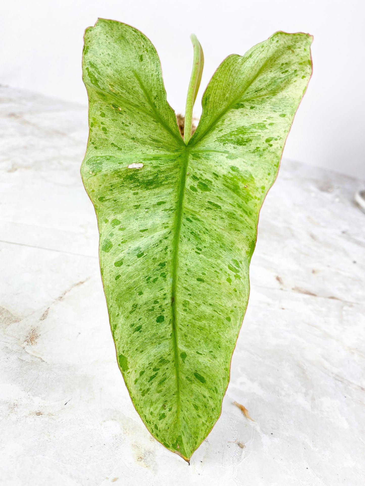 Philodendron paraiso verde highly variegated. Rooted 1 leaf