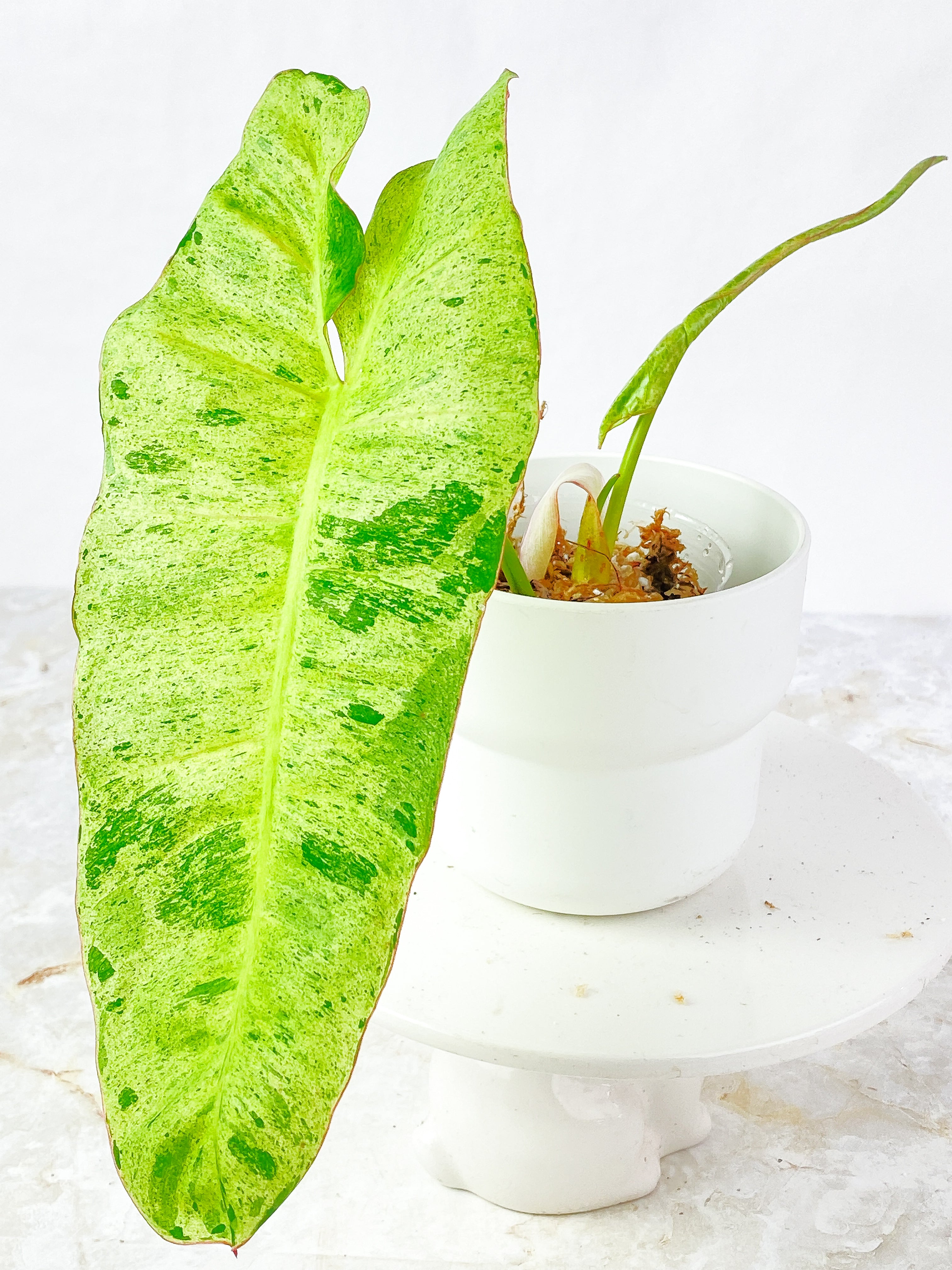 Philodendron paraiso verde Rooted top cutting 2 highly variegated leaves