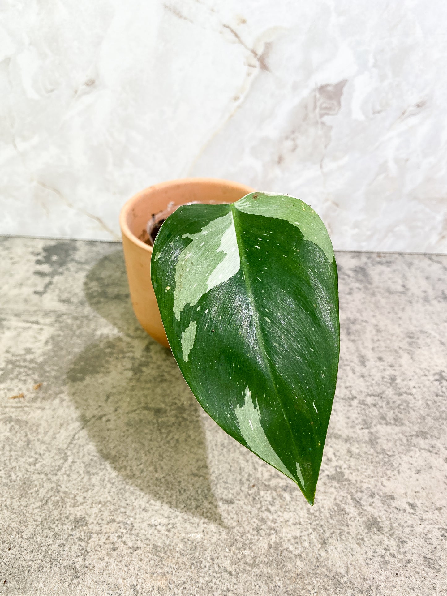 Philodendron white princess 1 leaf Slightly Rooted