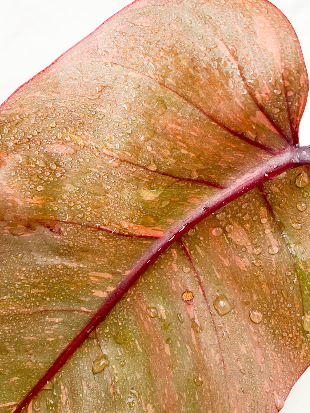 Philodendron Orange Princess variegated Rooting 1 leaf