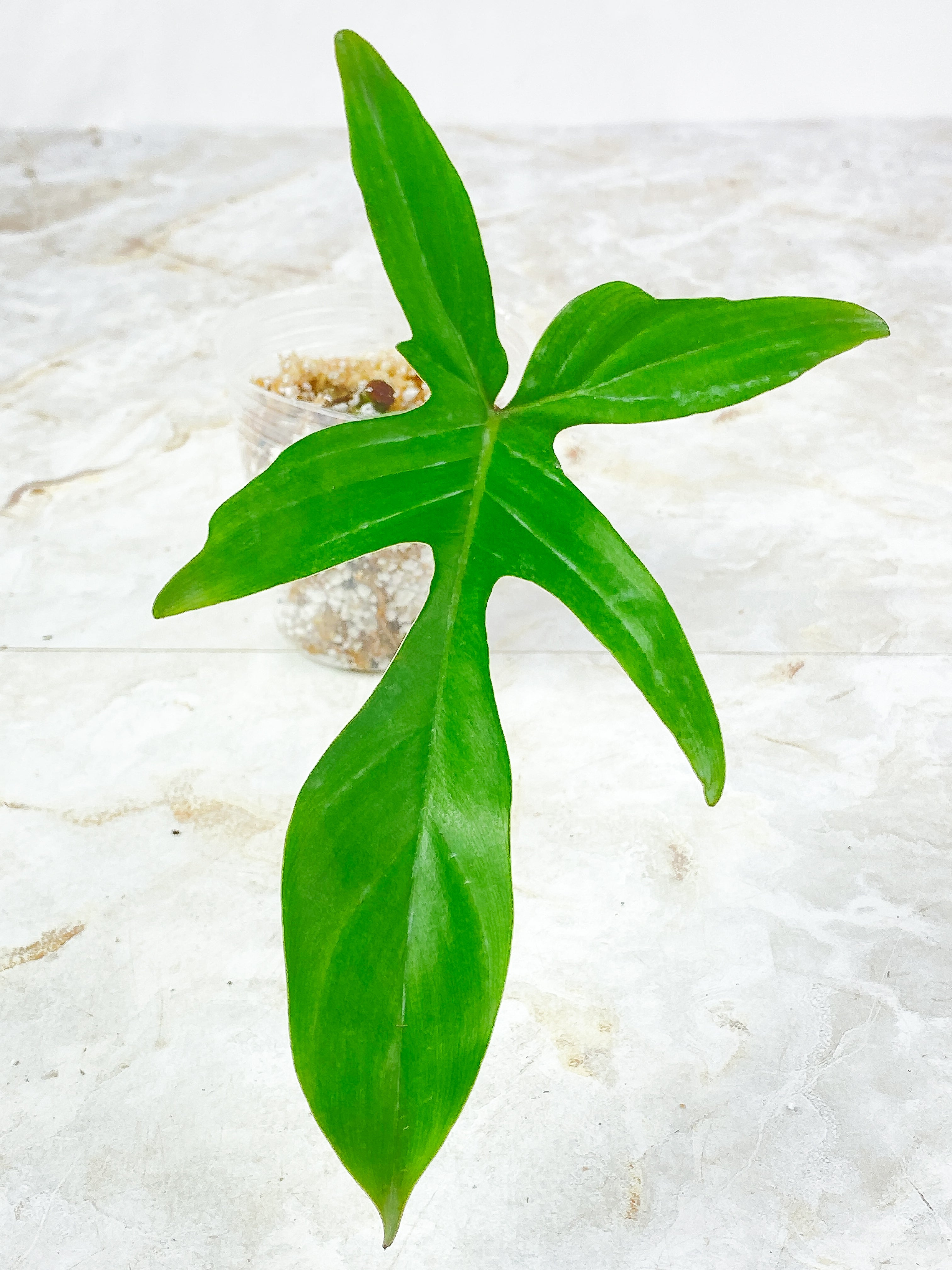 Grower Choice: Philodendron Florida Ghost Rooted 1 leaf