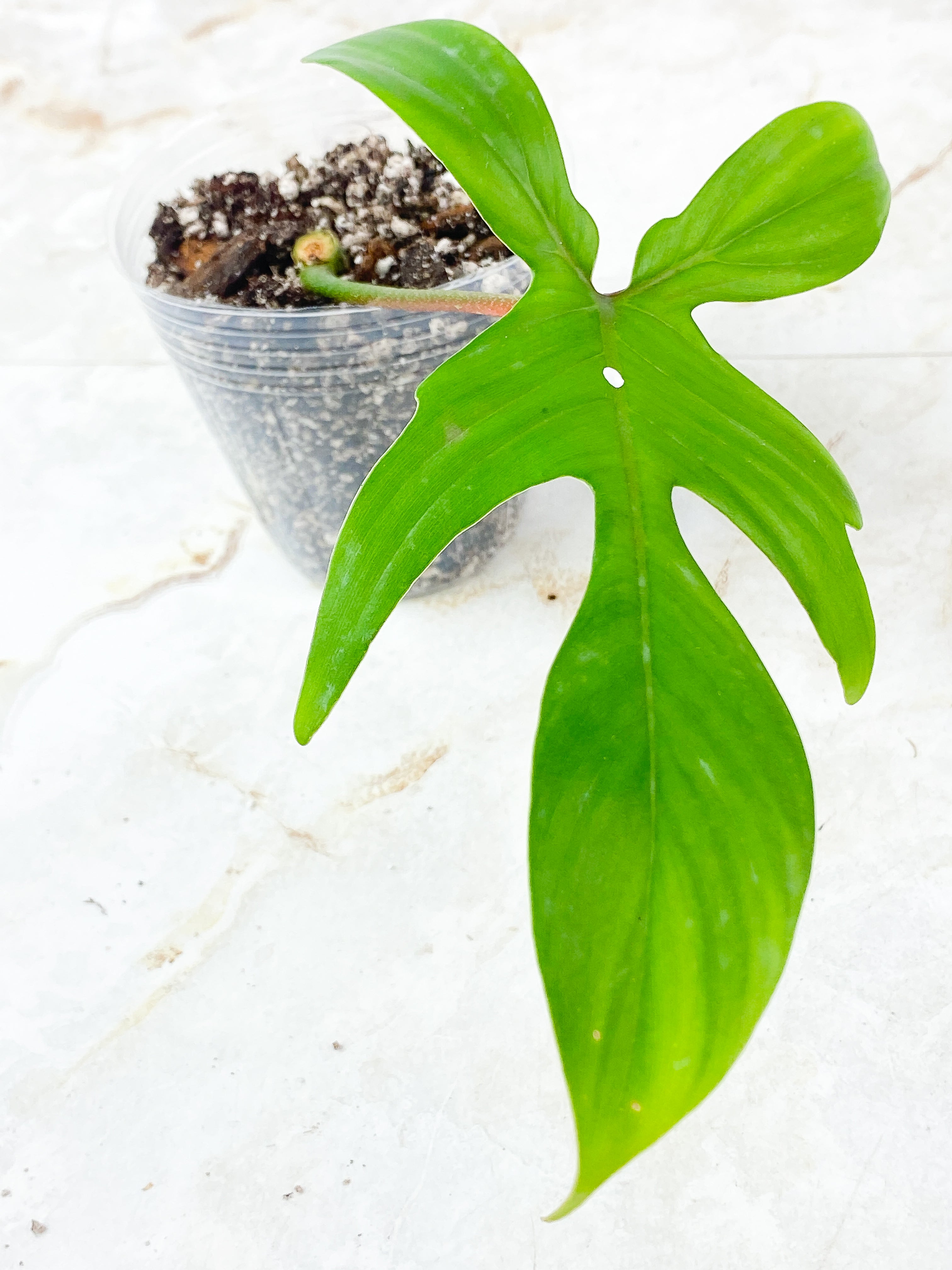 Grower Choice: Philodendron Florida Ghost Rooted 1 leaf