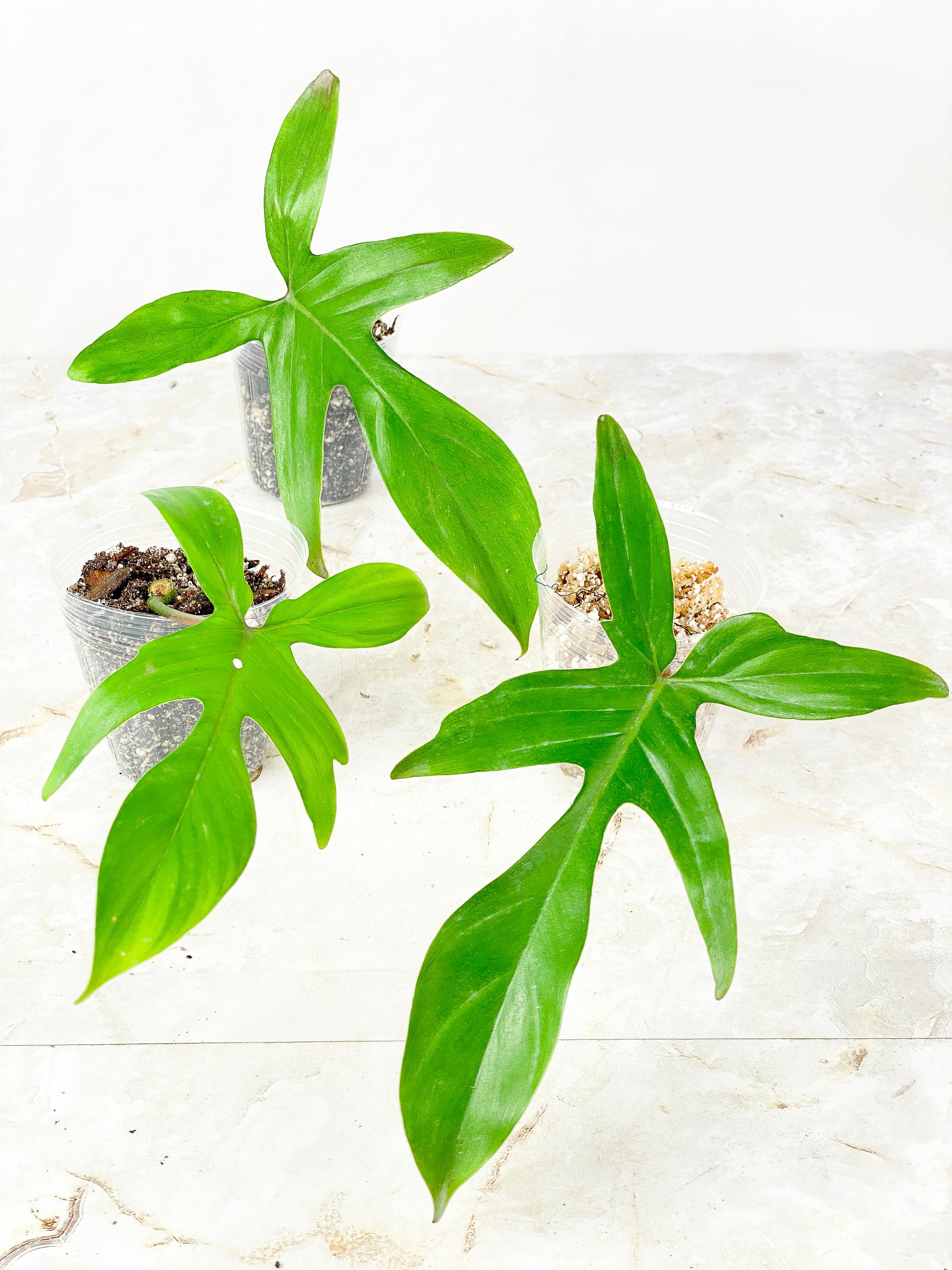 Grower Choice: Philodendron Florida Ghost Rooted 1 leaf