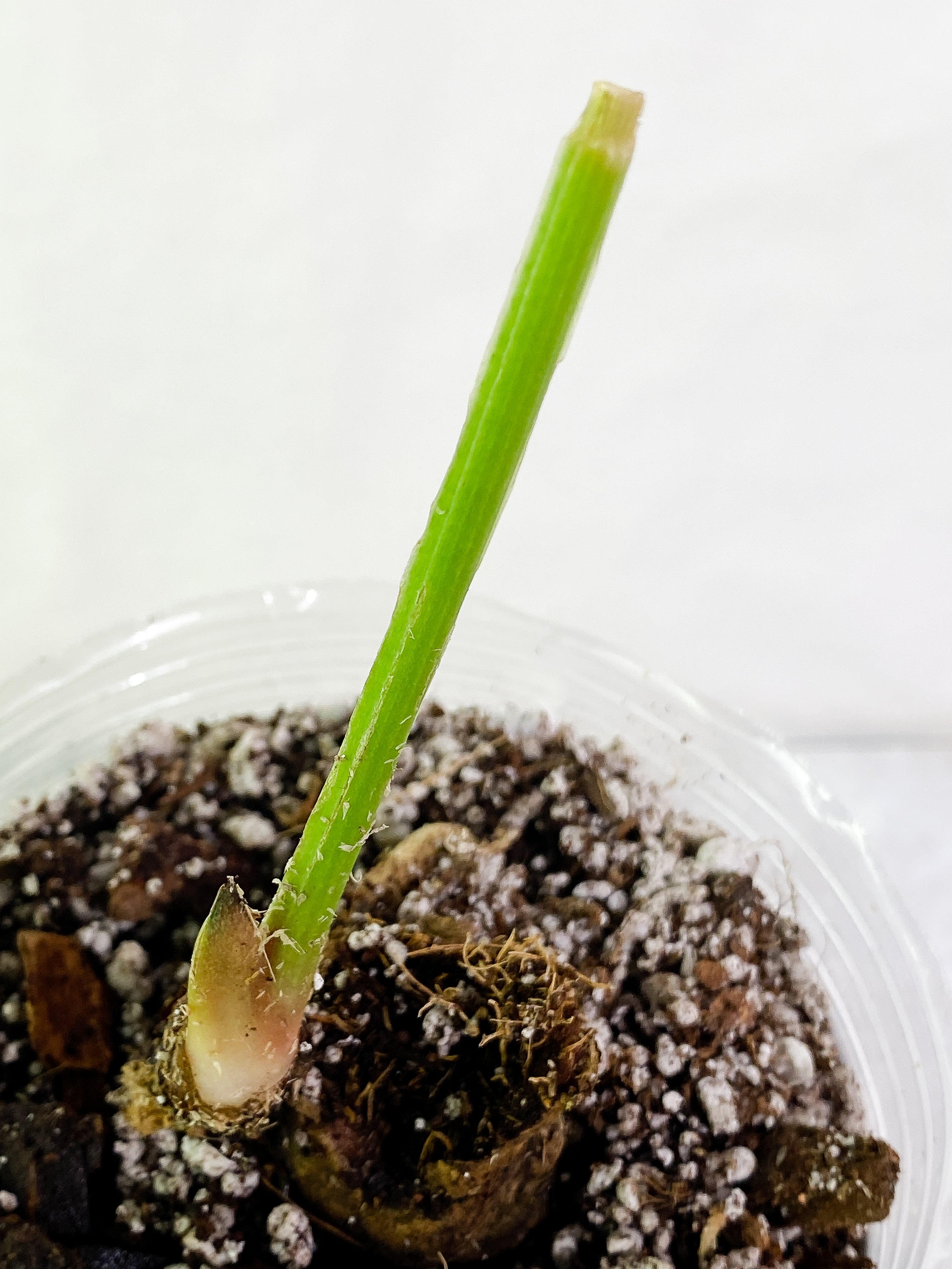 Anthurium debilis Rooted  top node (will sprout soon)