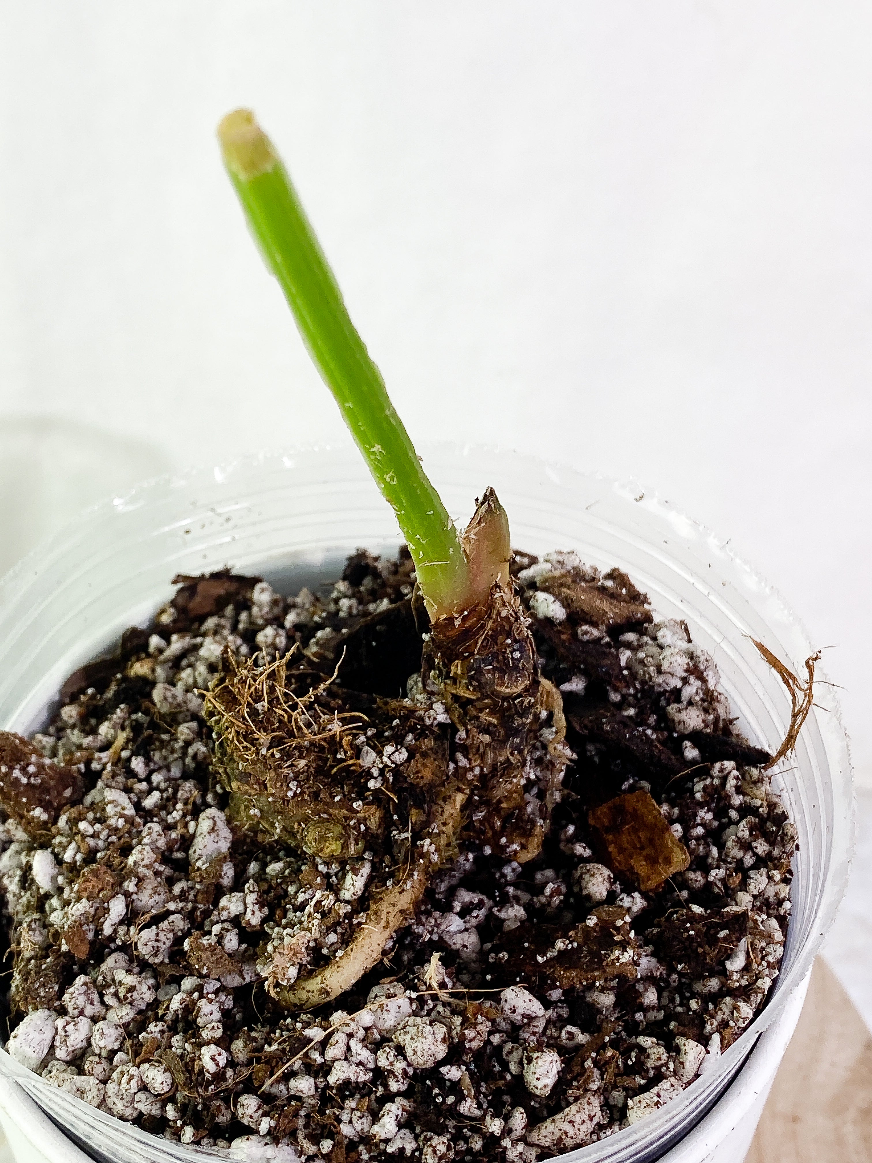 Anthurium debilis Rooted  top node (will sprout soon)