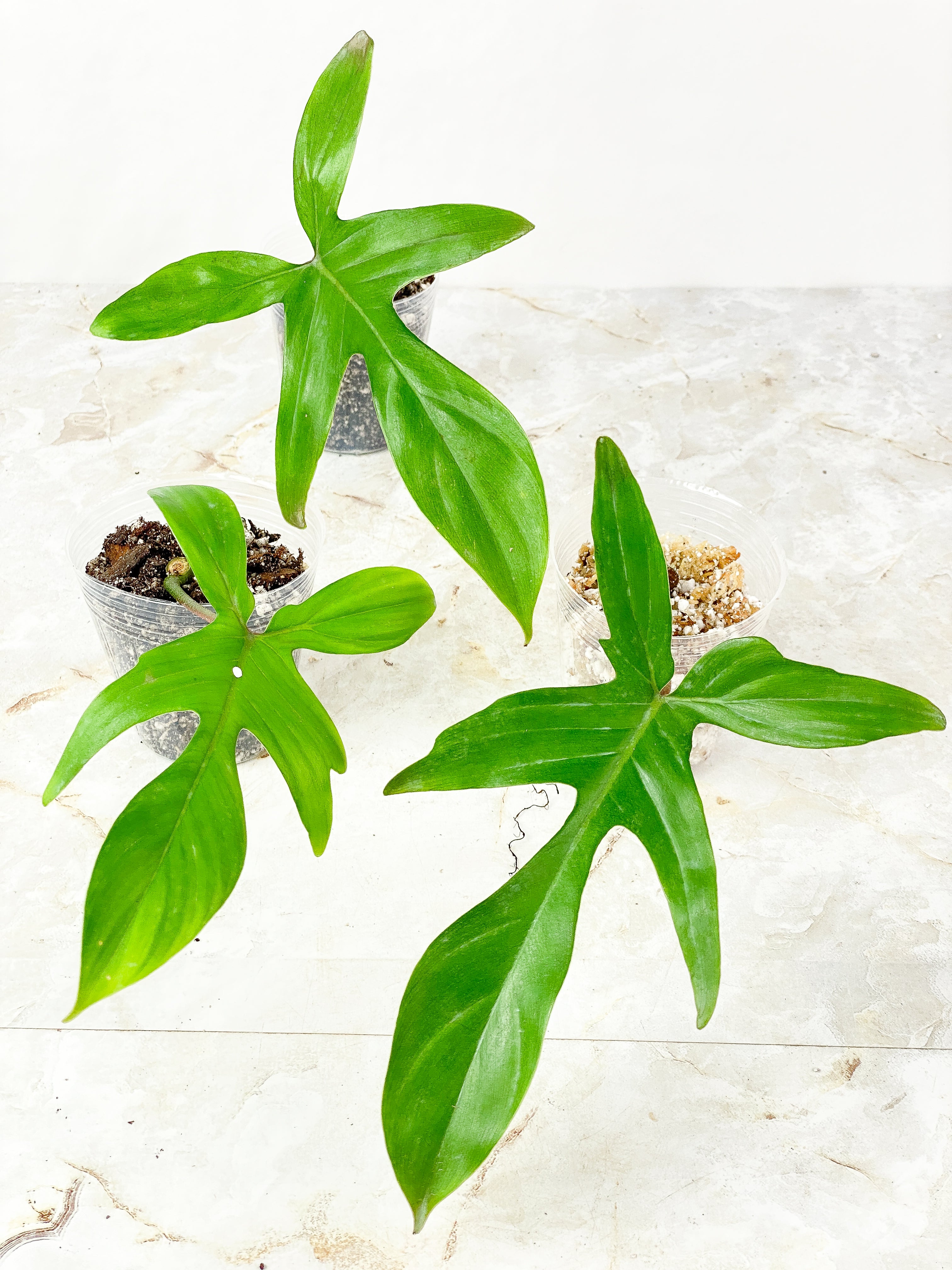 Grower Choice: Philodendron Florida Ghost Rooted 1 leaf