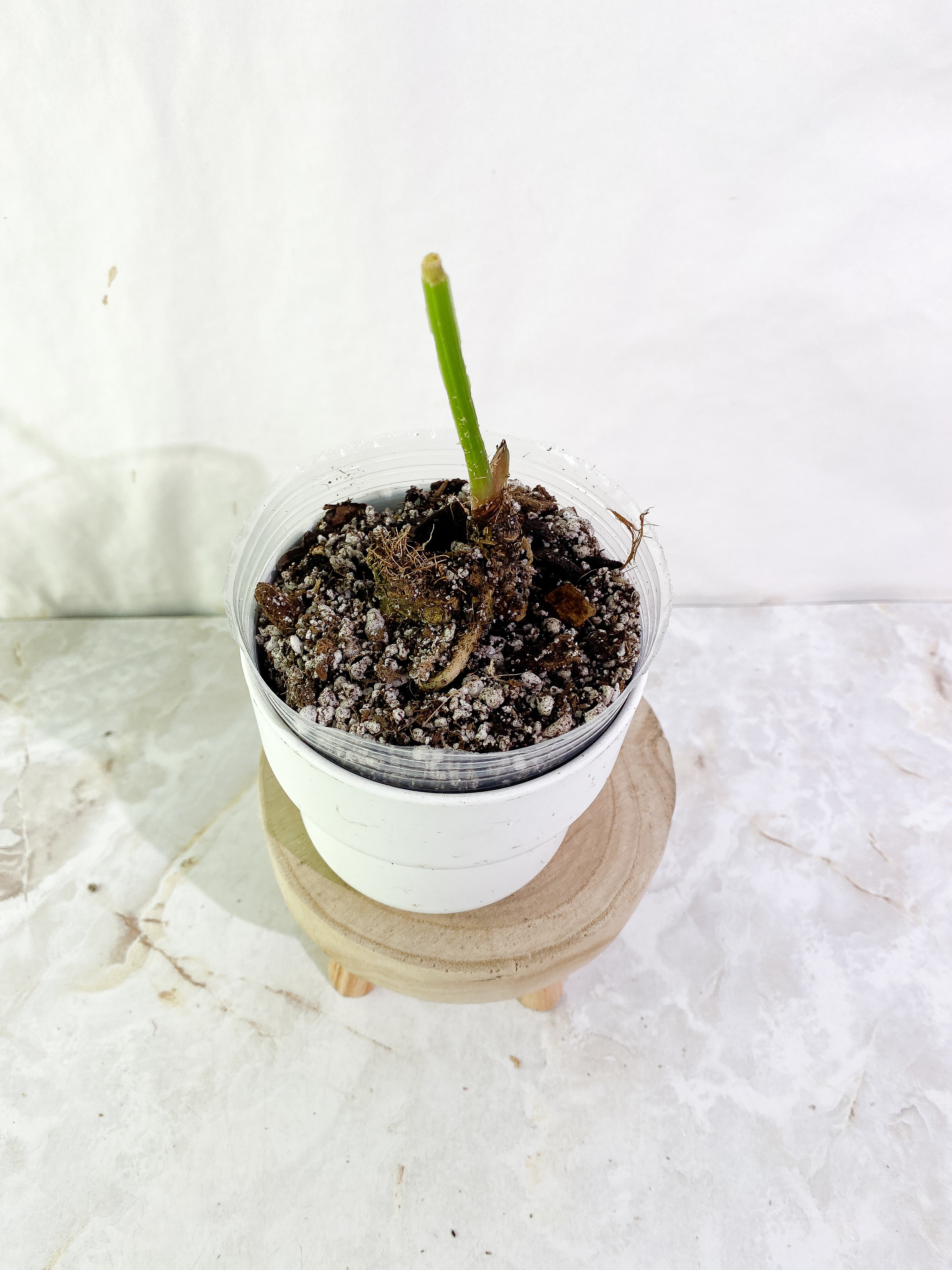 Anthurium debilis Rooted  top node (will sprout soon)