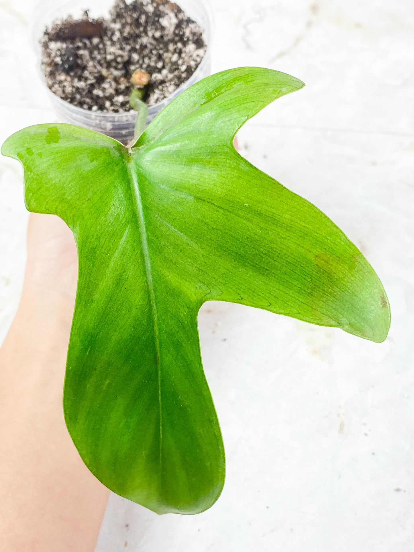 Philodendron Florida Ghost Rooted 1 leaf