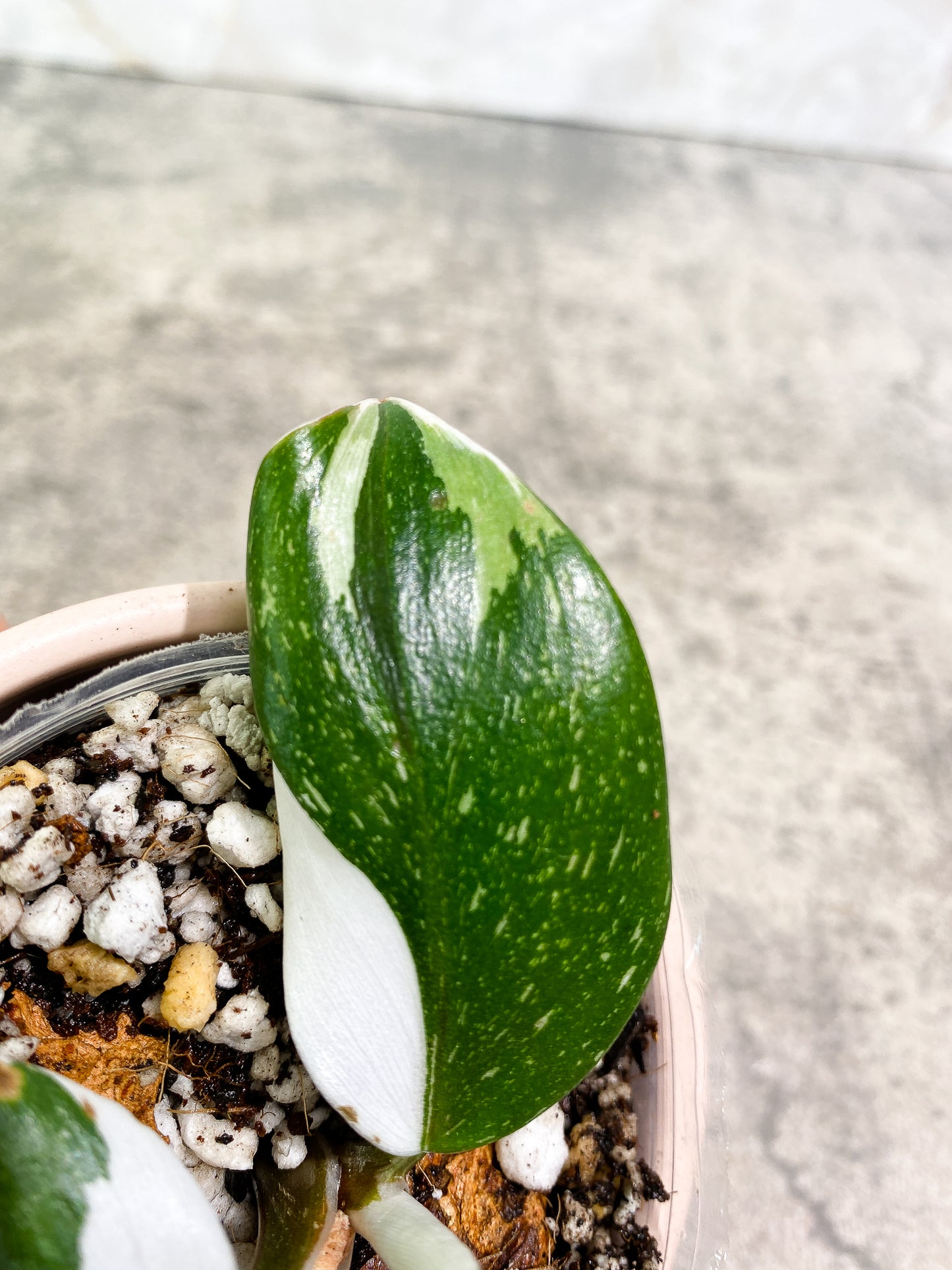 Philodendron white knight tricolor 2 leaves 1 unfurling leaf Slightly Rooted