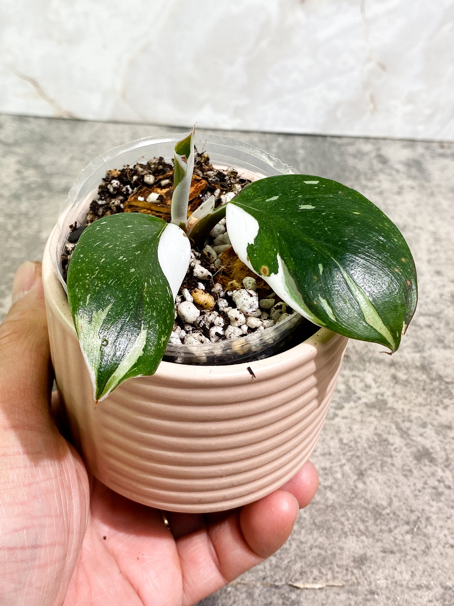 Philodendron white knight tricolor 2 leaves 1 unfurling leaf Slightly Rooted