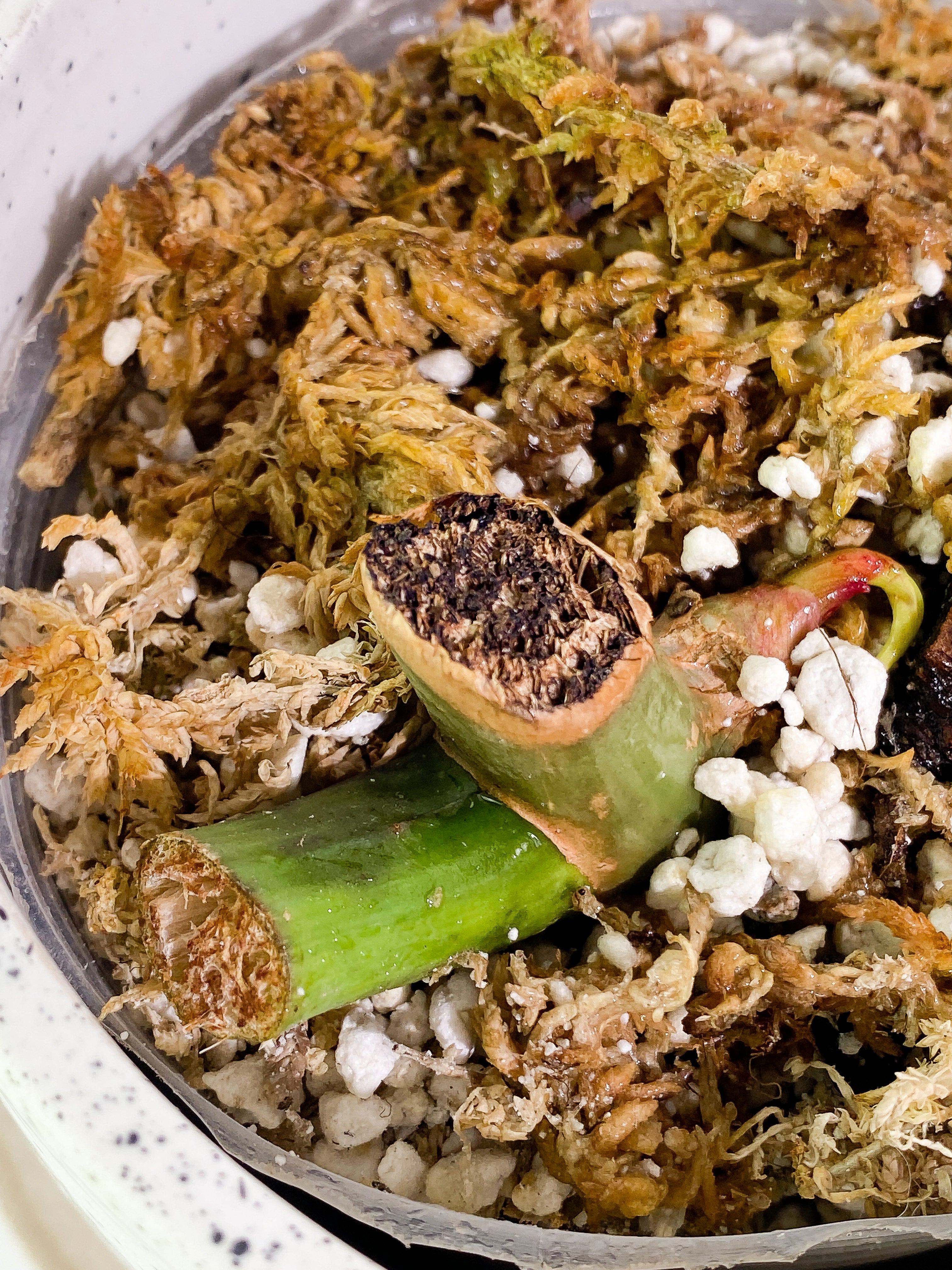 Philodendron Paraiso Verde Rooted sprout from Highly Variegated  mother plant