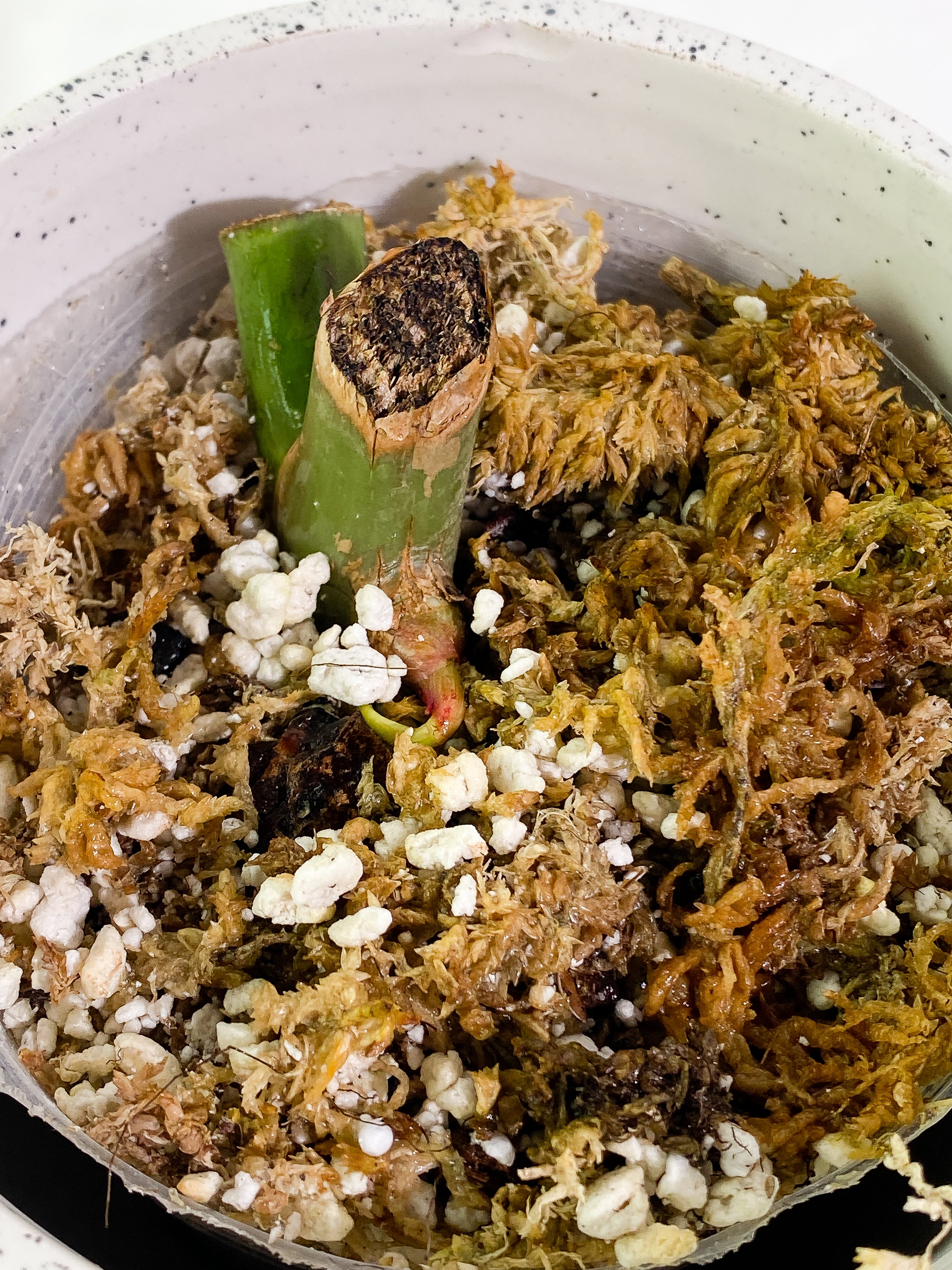 Philodendron Paraiso Verde Rooted sprout from Highly Variegated  mother plant