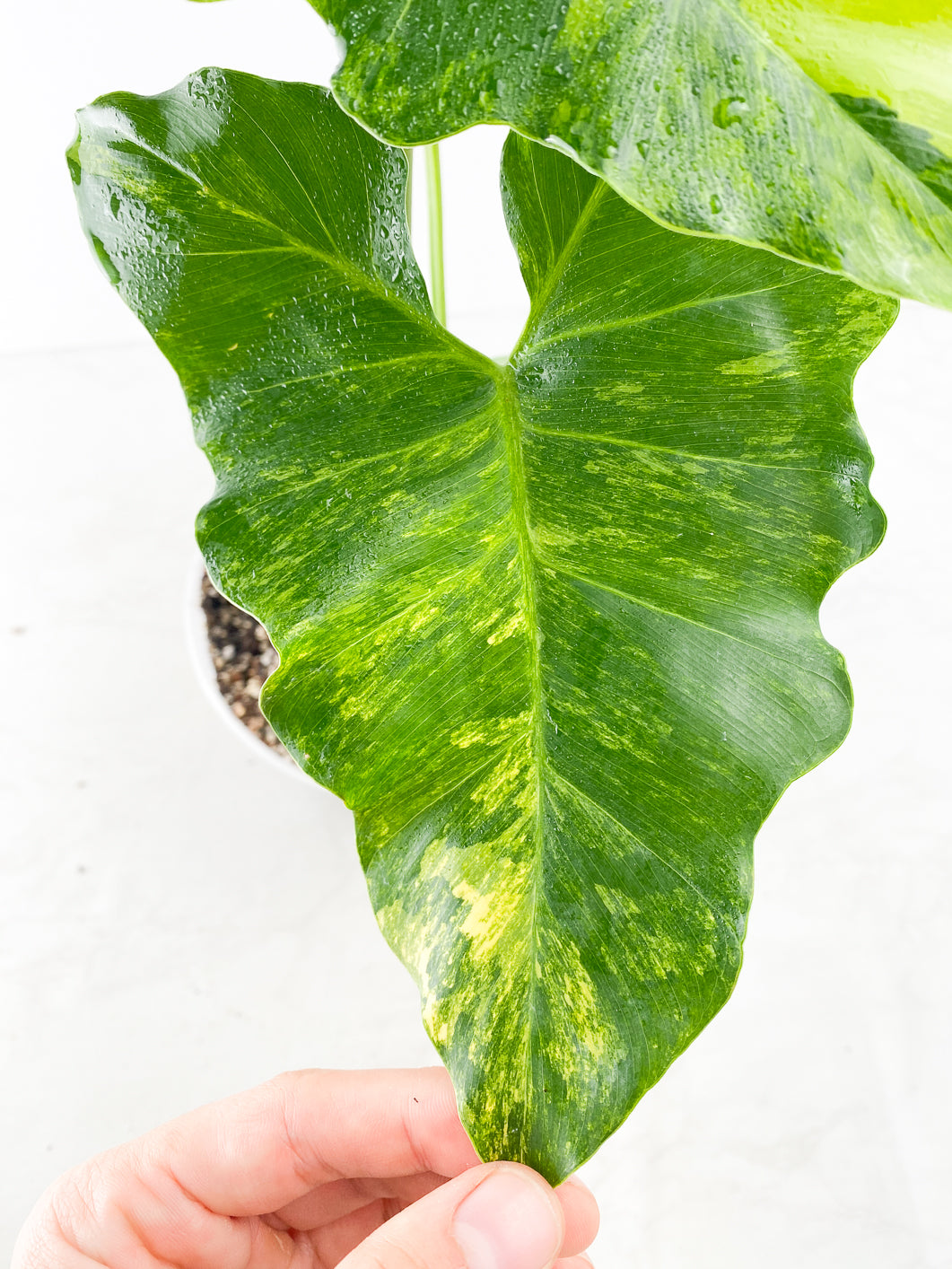 Philodendron williamsii variegated 4 large leaves 1 sprout rooted
