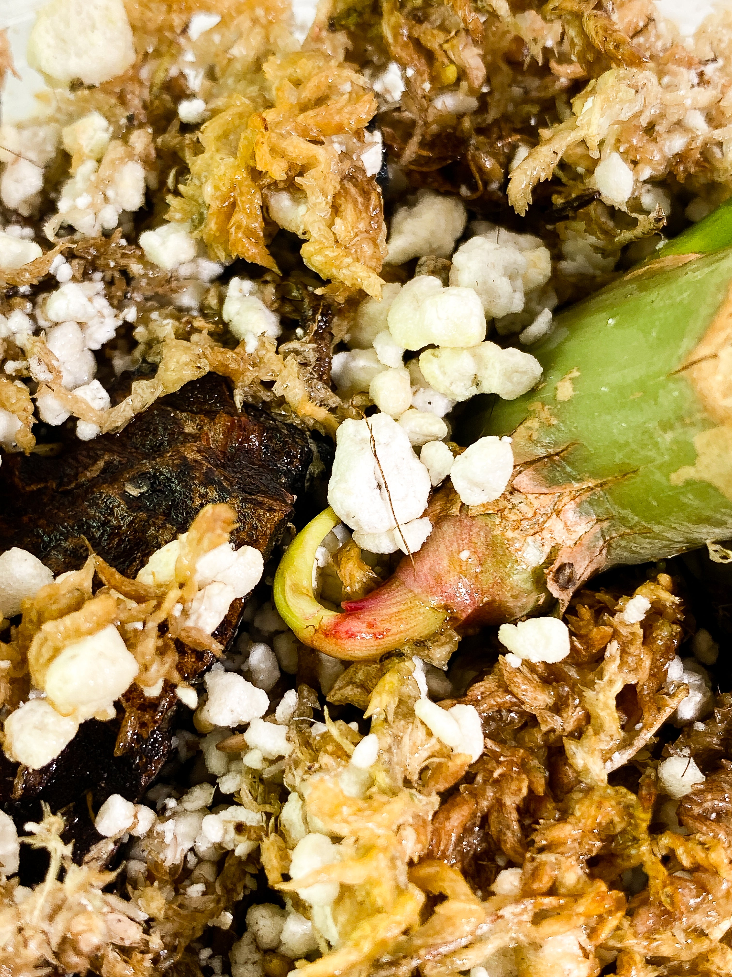 Philodendron Paraiso Verde Rooted sprout from Highly Variegated  mother plant