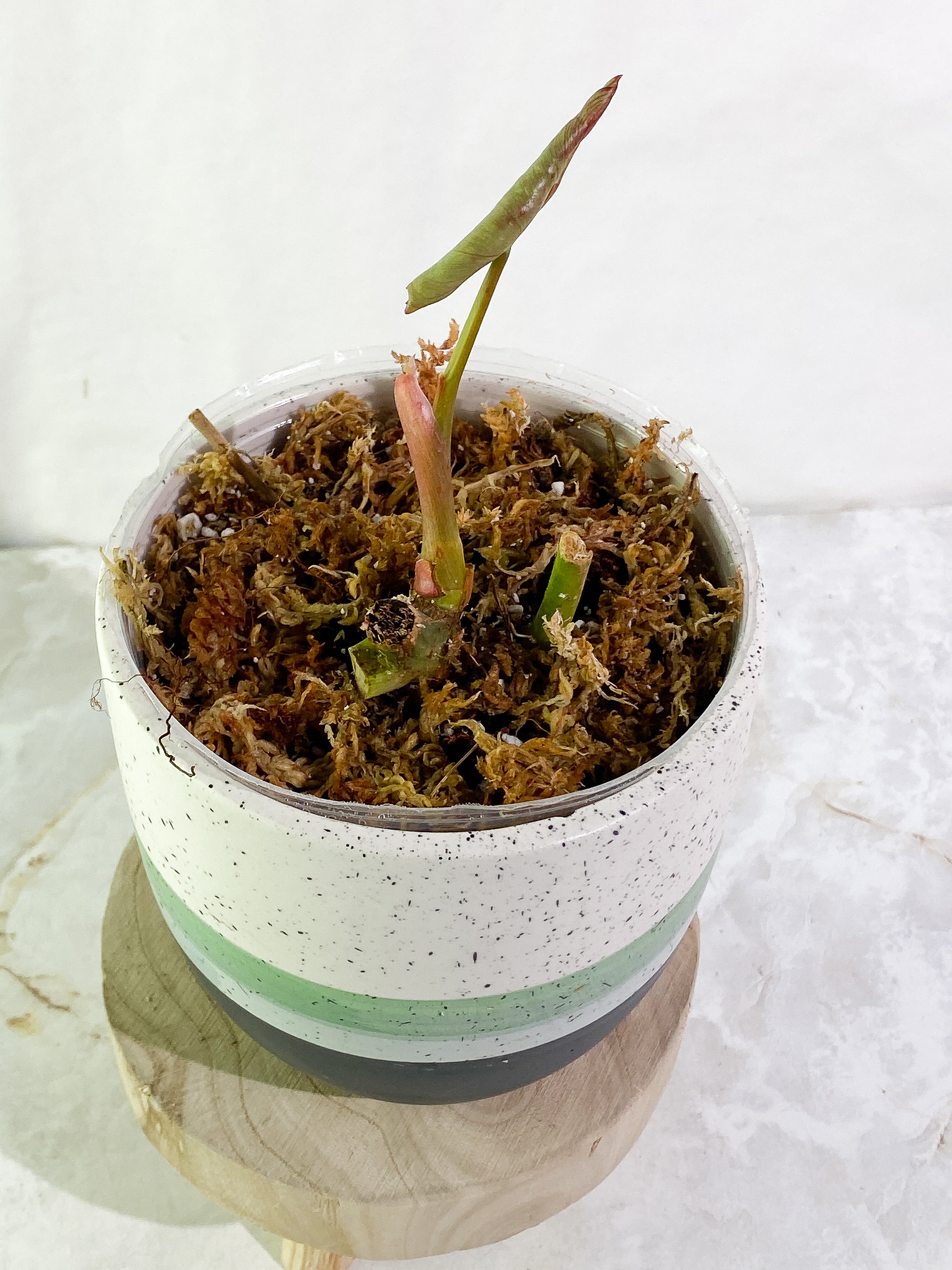 Philodendron Paraiso Verde Rooted 1 leaf from Highly Variegated  mother plant