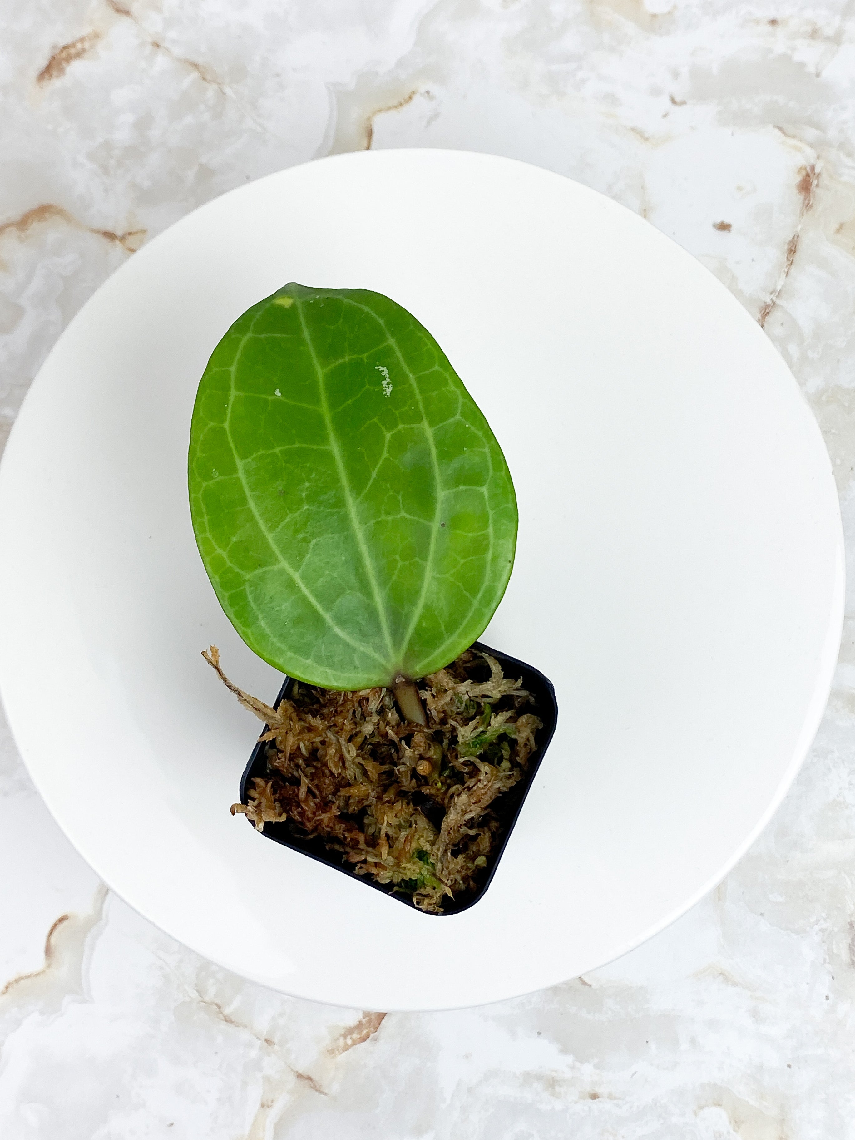 Hoya Latifolia (Dinner plate hoya) 1 leaf and 1 growing bud