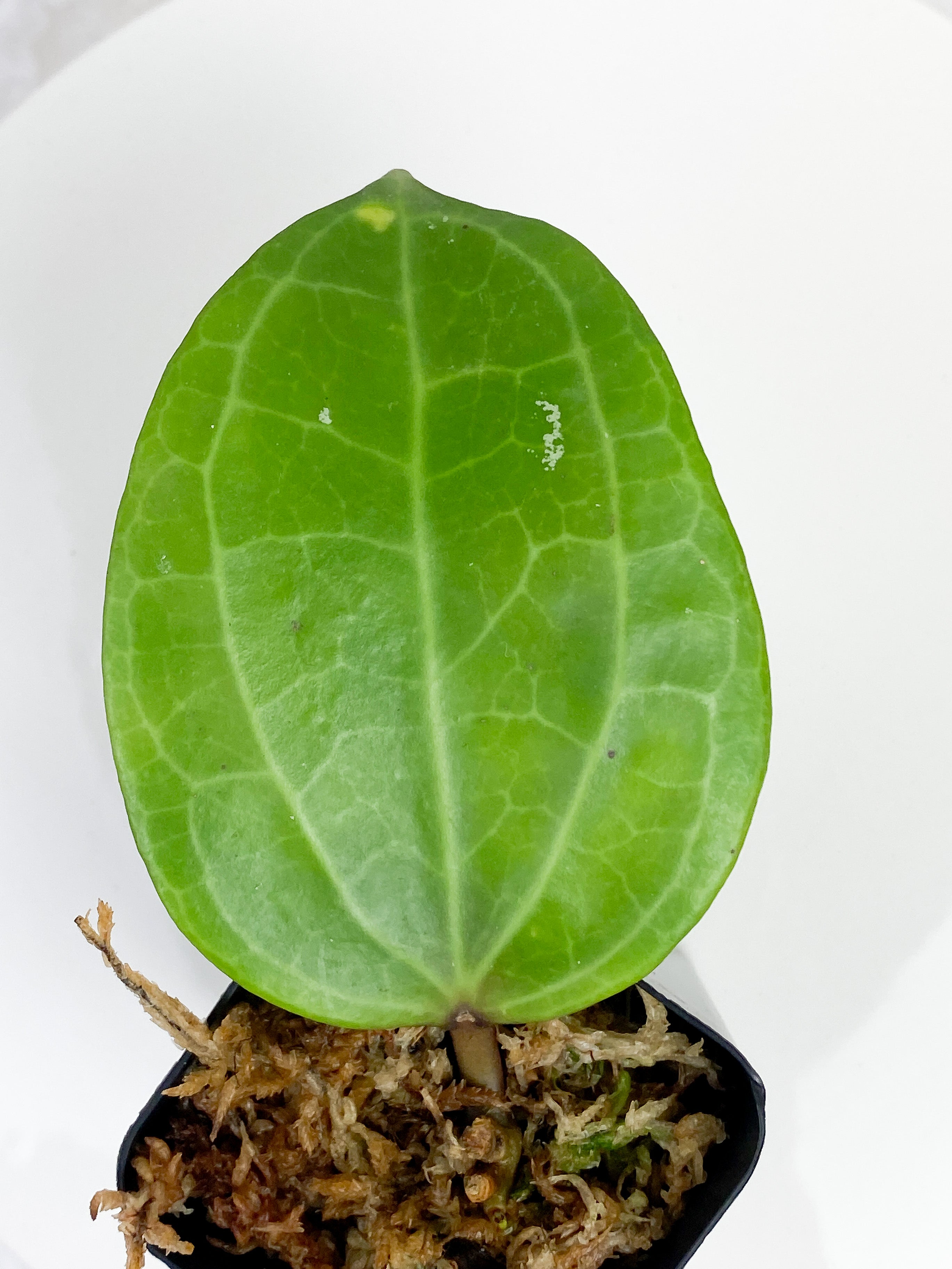 Hoya Latifolia (Dinner plate hoya) 1 leaf and 1 growing bud