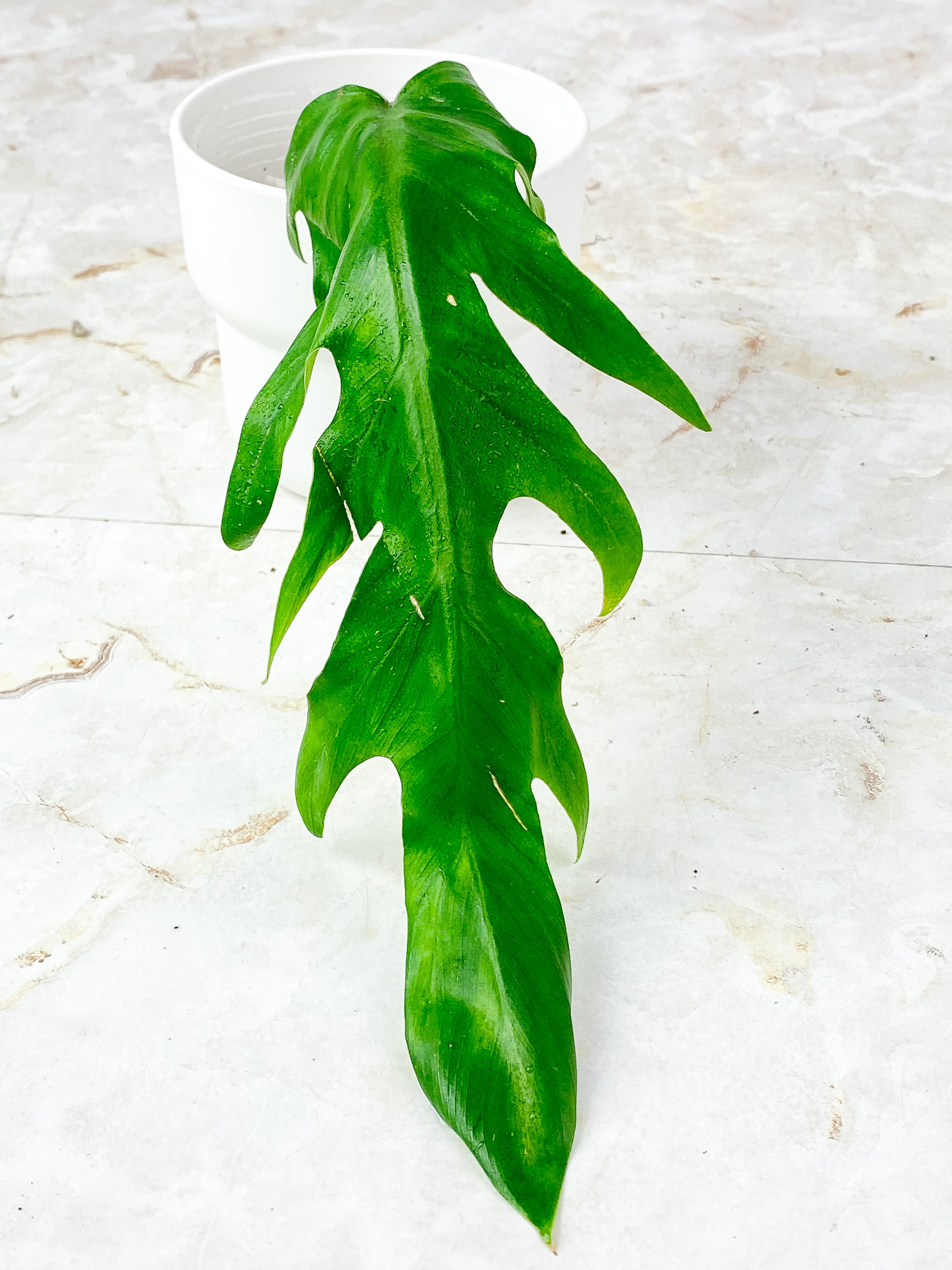 Philodendron Elegans 1 leaf, rooting