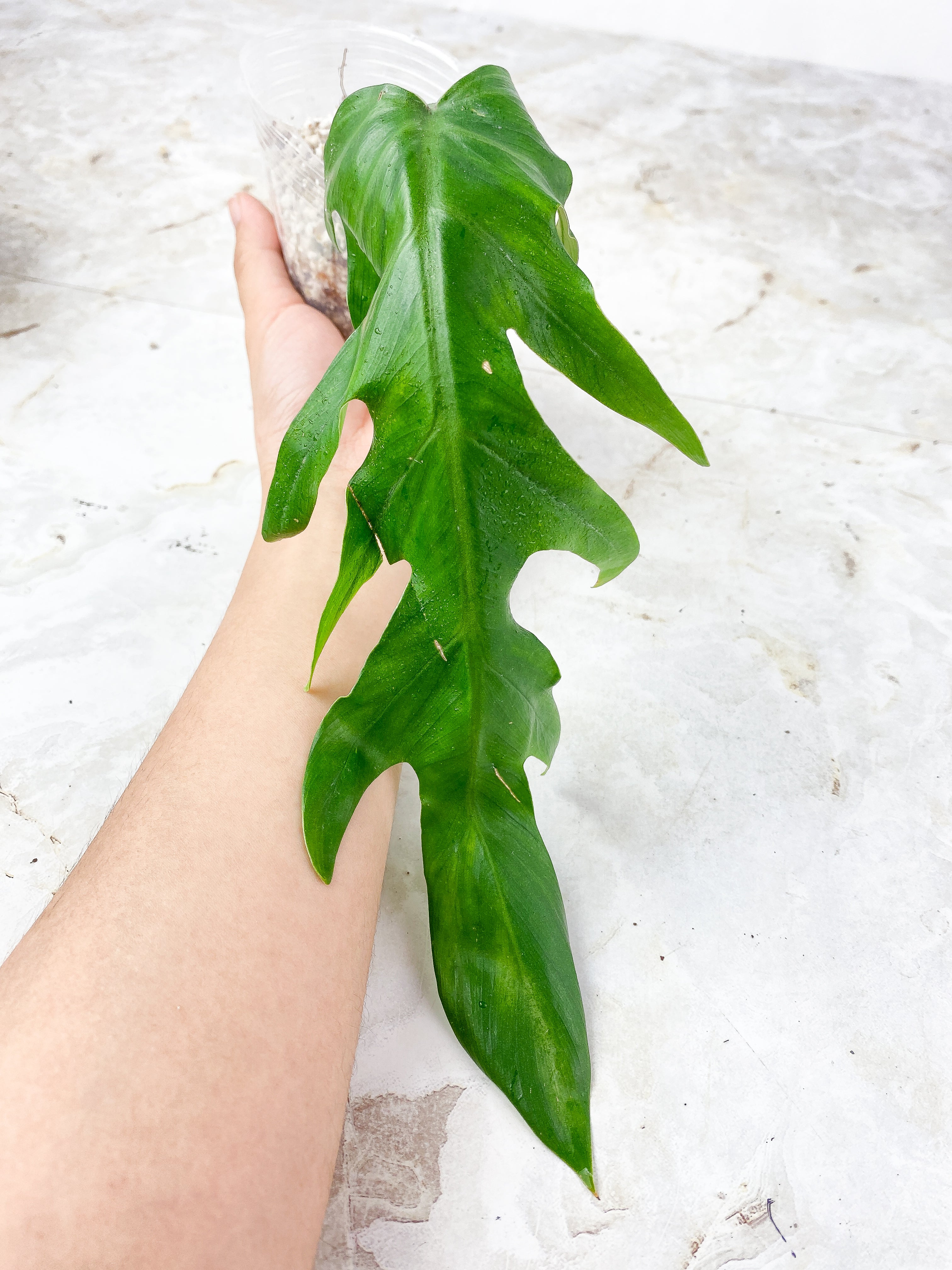 Philodendron Elegans 1 leaf, rooting