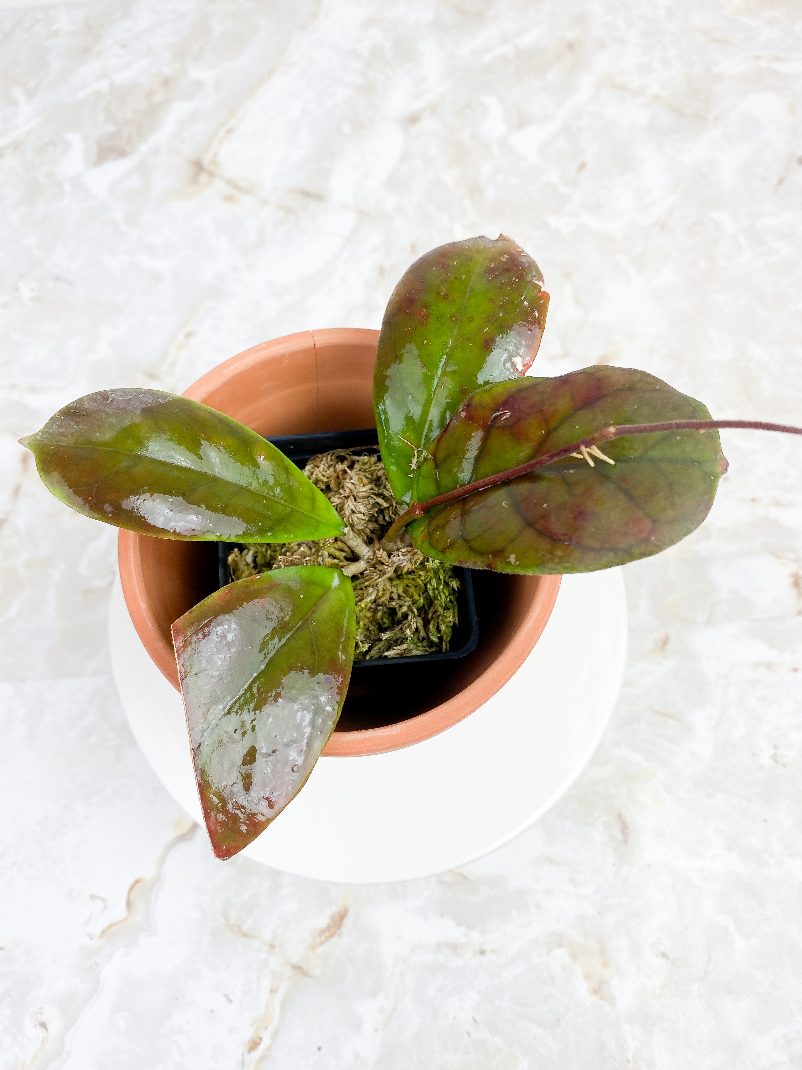 Hoya CV Viola 4 leaves Rooted Sunstressed