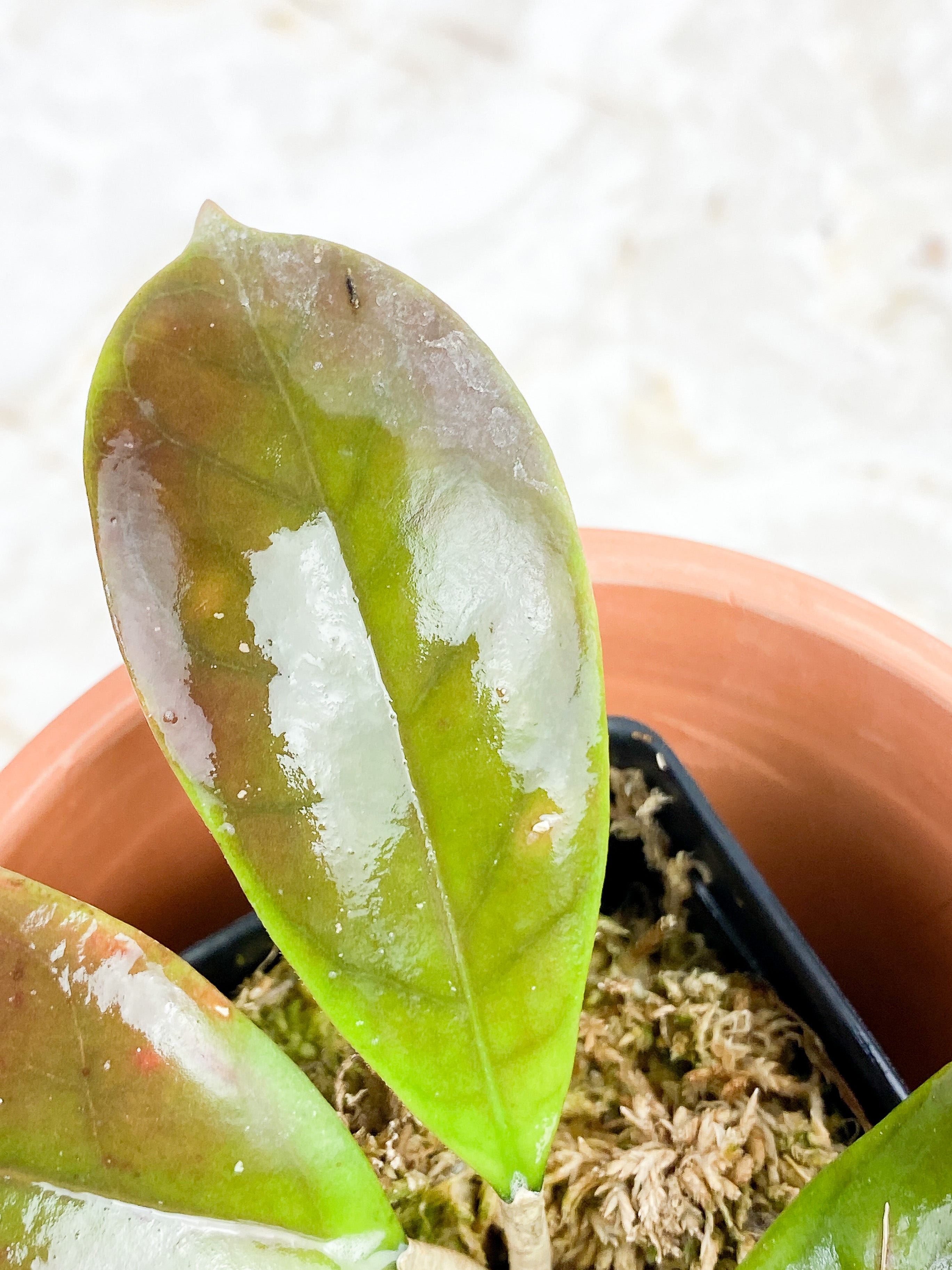 Hoya CV Viola 4 leaves Rooted Sunstressed