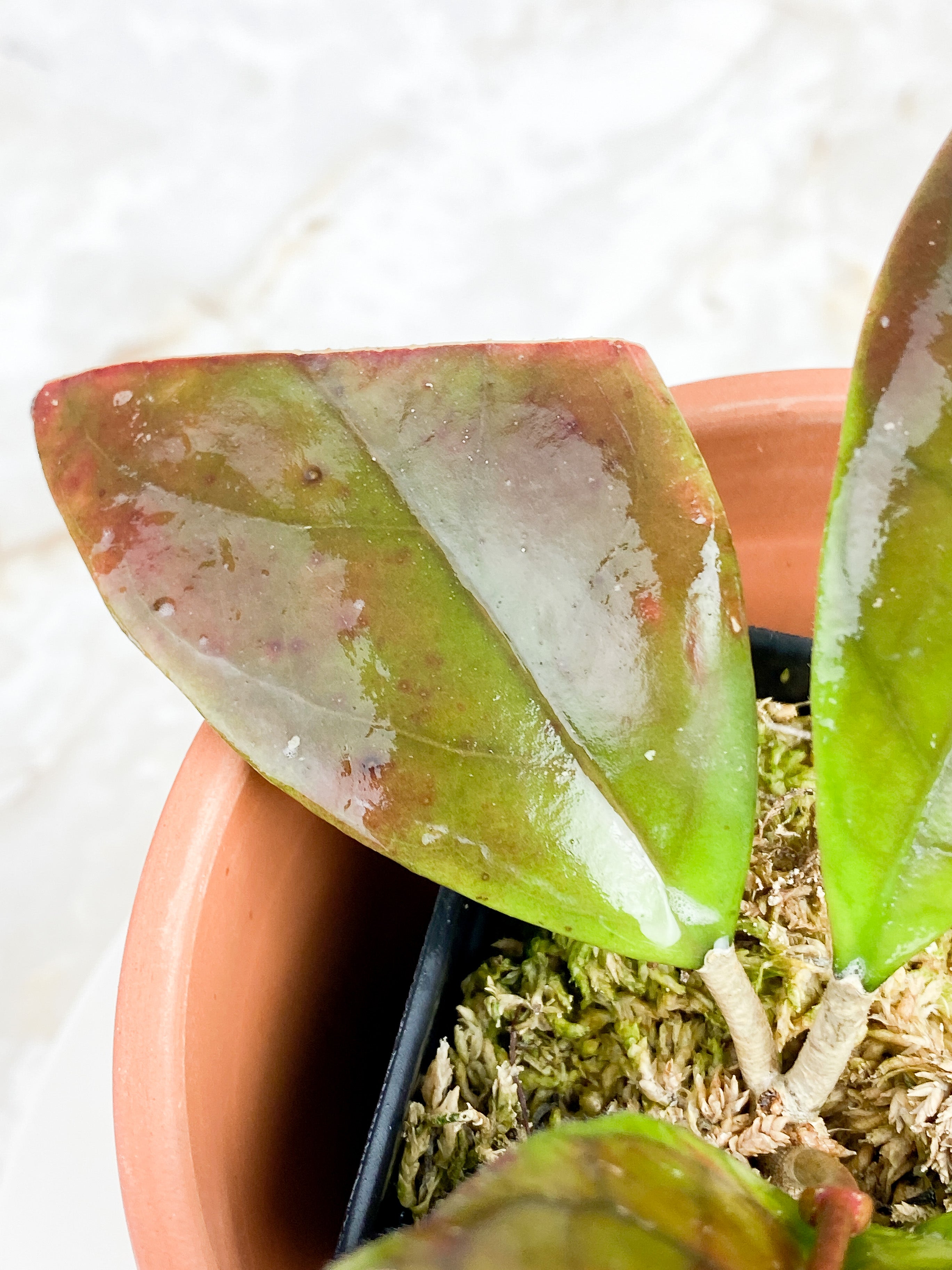 Hoya CV Viola 4 leaves Rooted Sunstressed