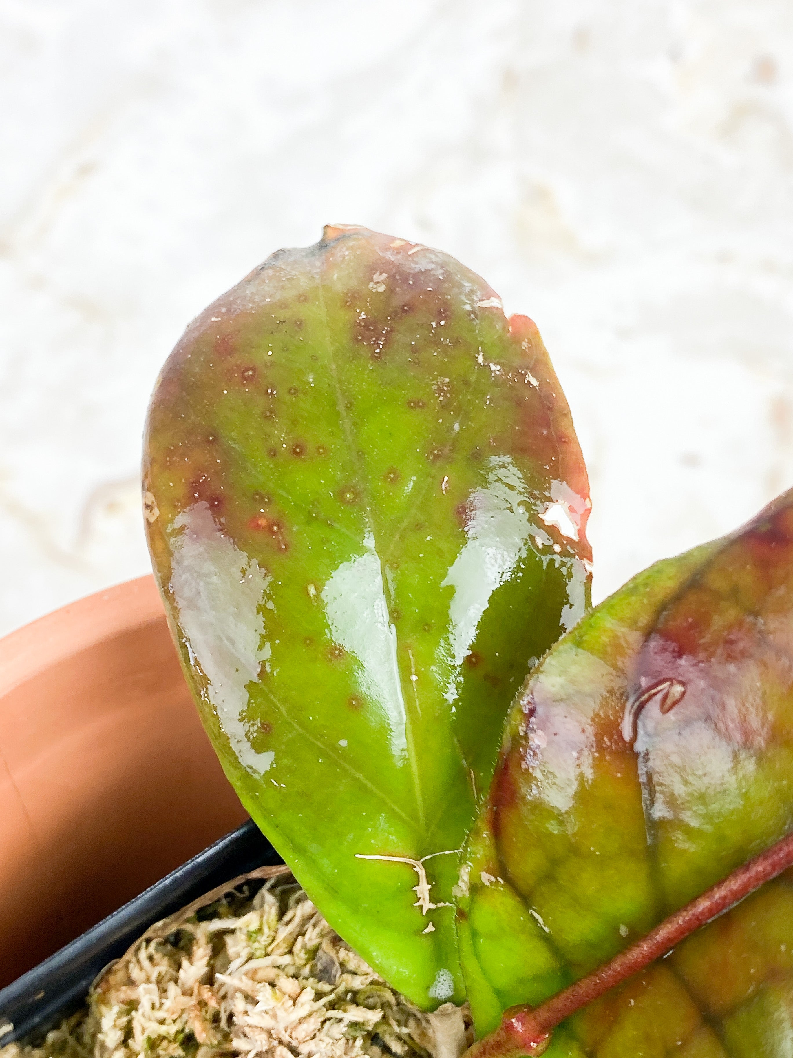 Hoya CV Viola 4 leaves Rooted Sunstressed