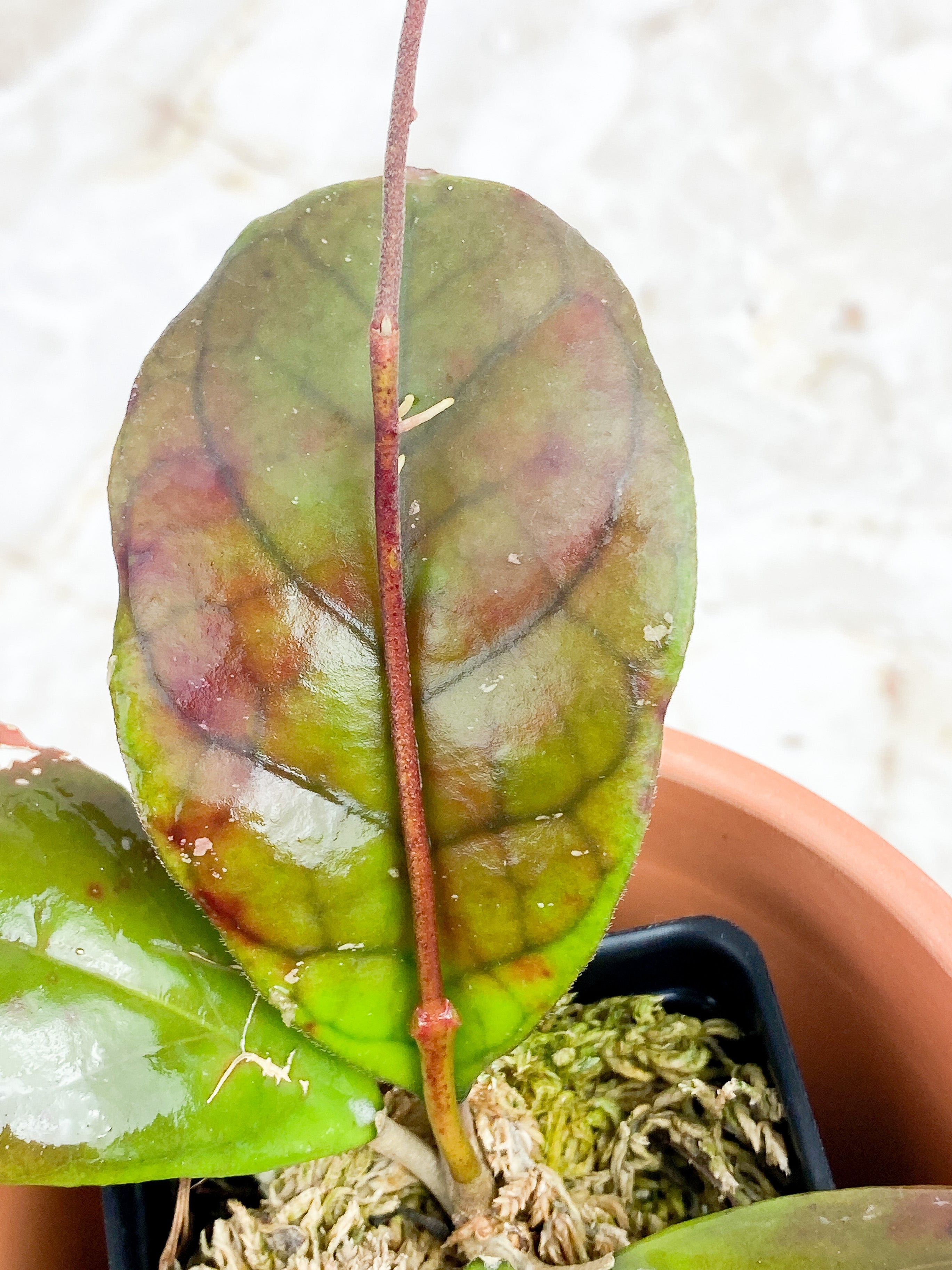 Hoya CV Viola 4 leaves Rooted Sunstressed