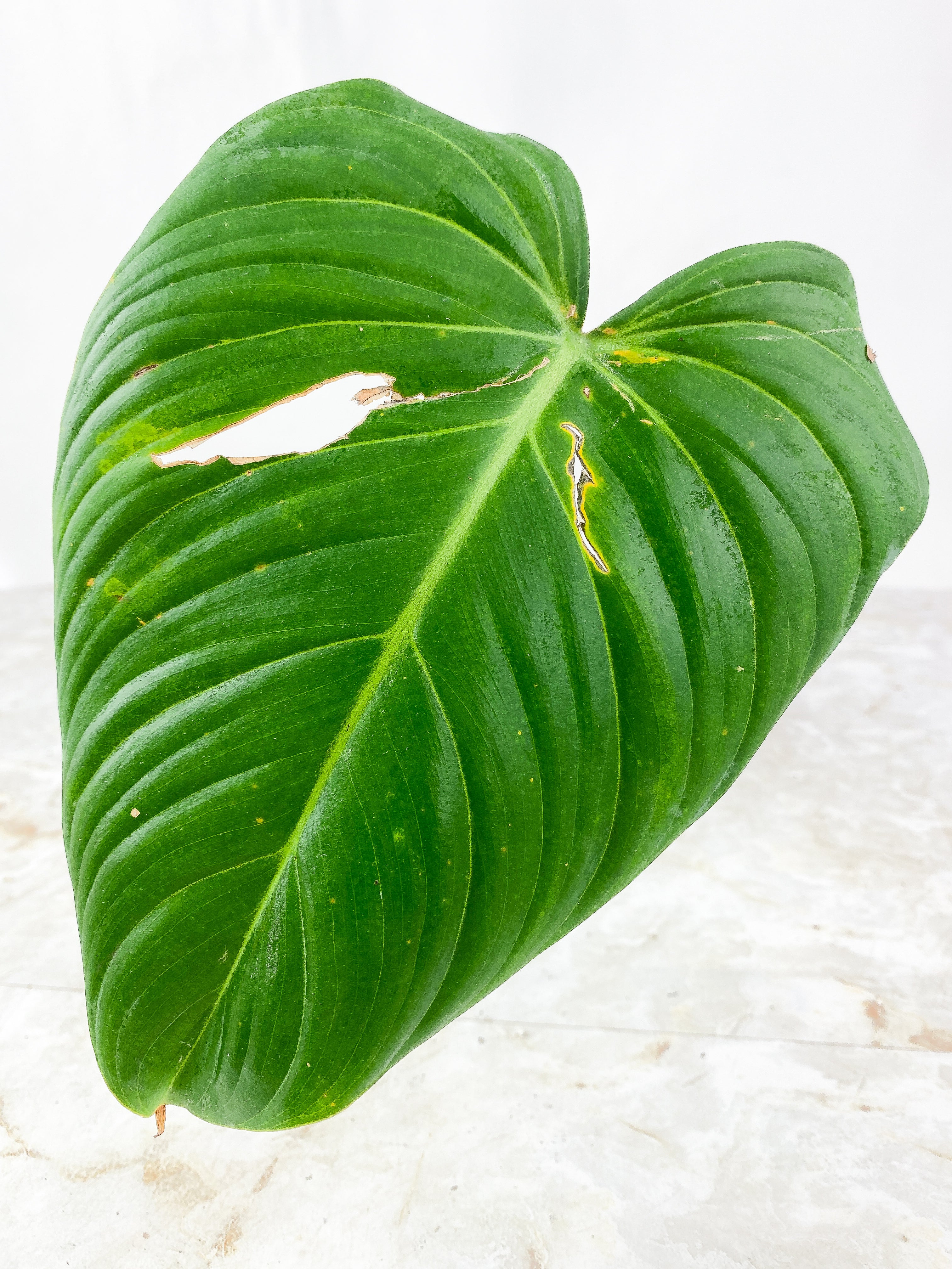 Philodendron glorious 1 big leaf, 1 sprout Rooted