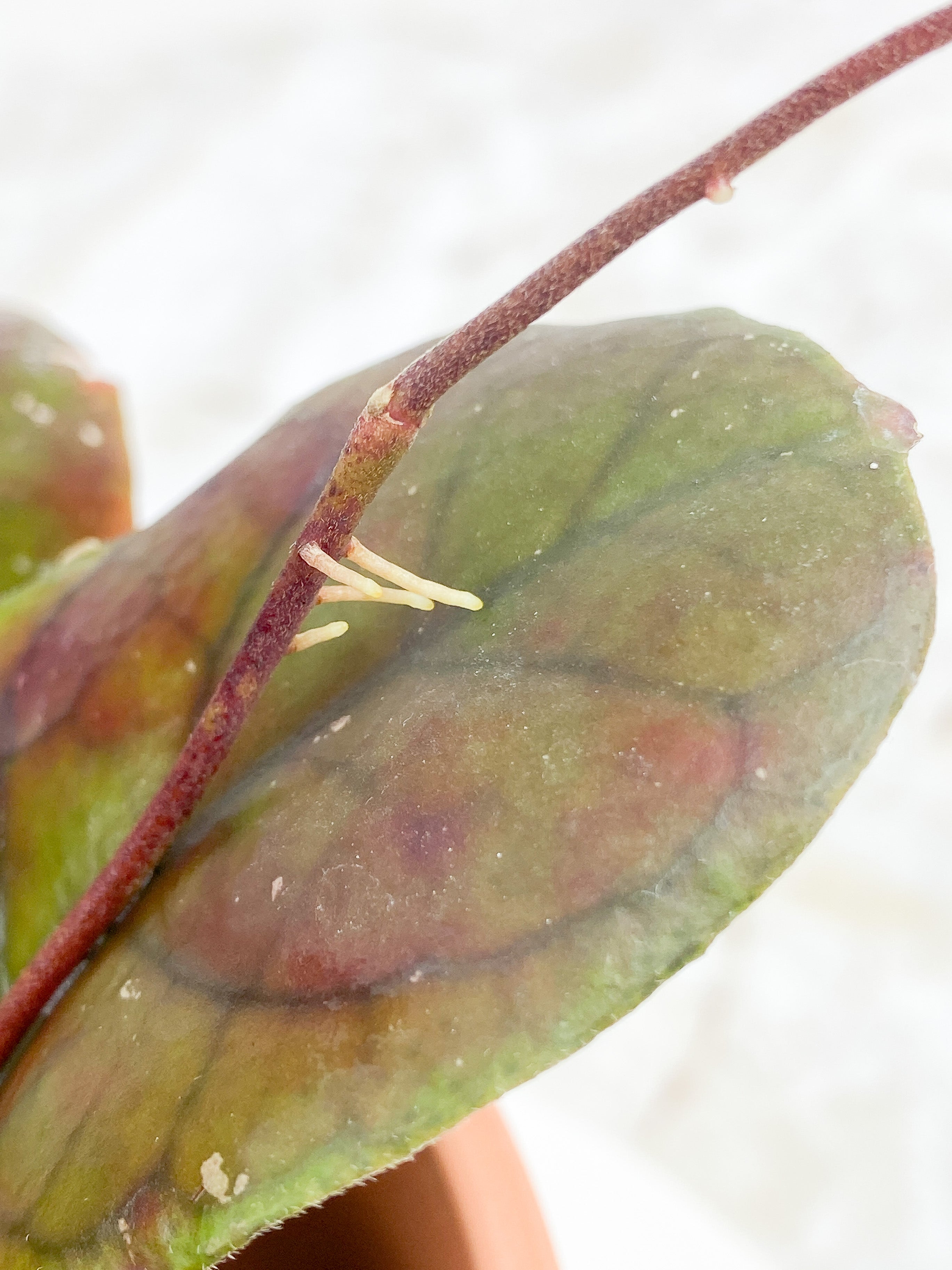 Hoya CV Viola 4 leaves Rooted Sunstressed