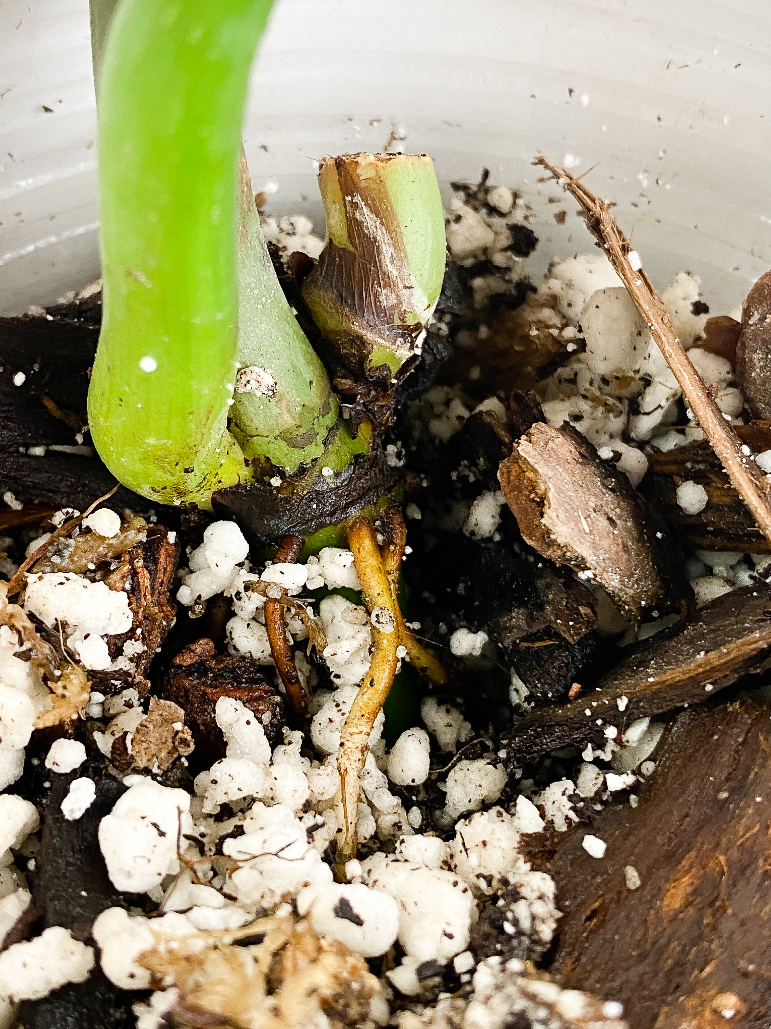Philodendron glorious 1 big leaf, 1 sprout Rooted