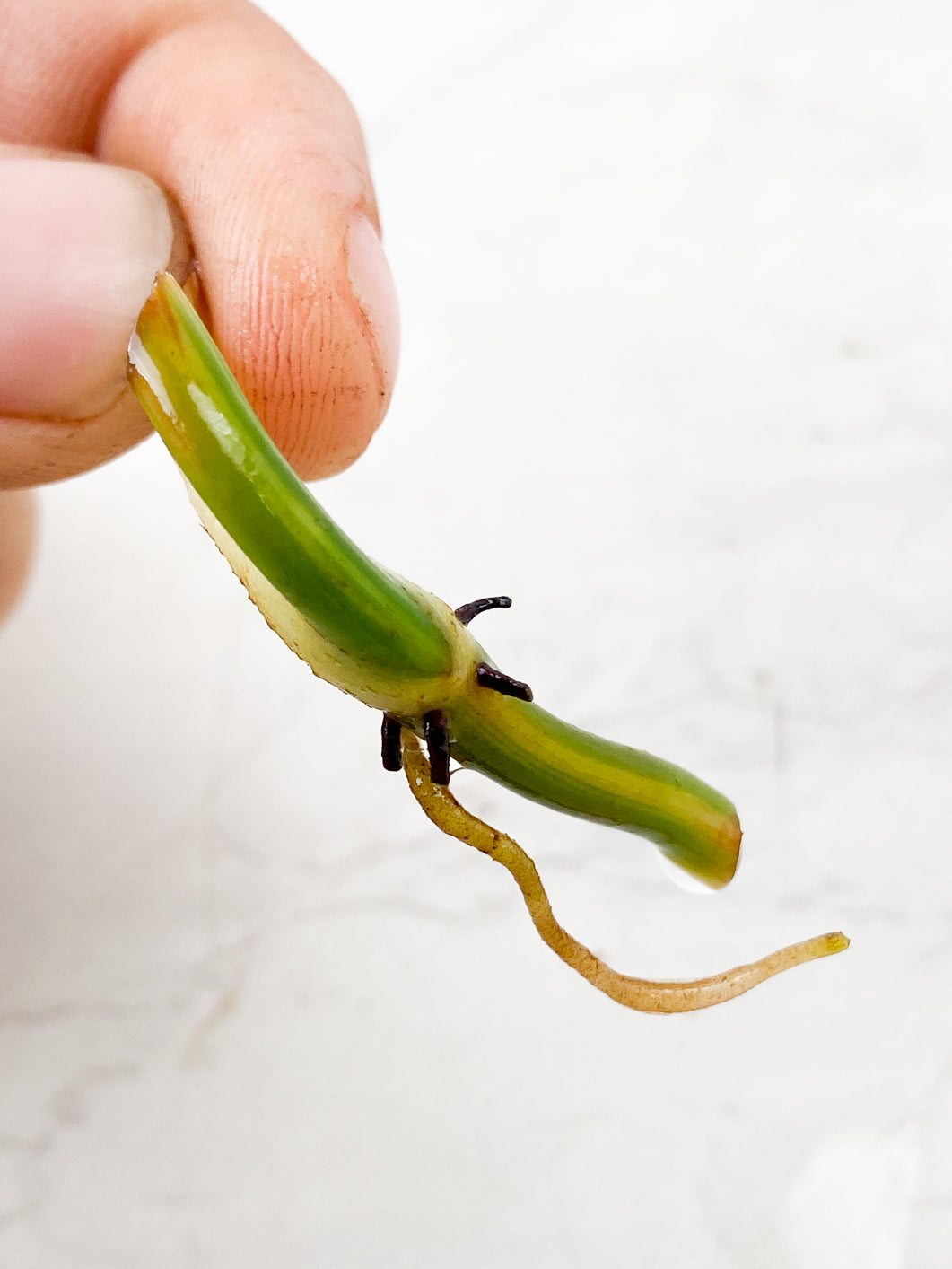 Philodendron Melanochrysum Variegated Rooting node