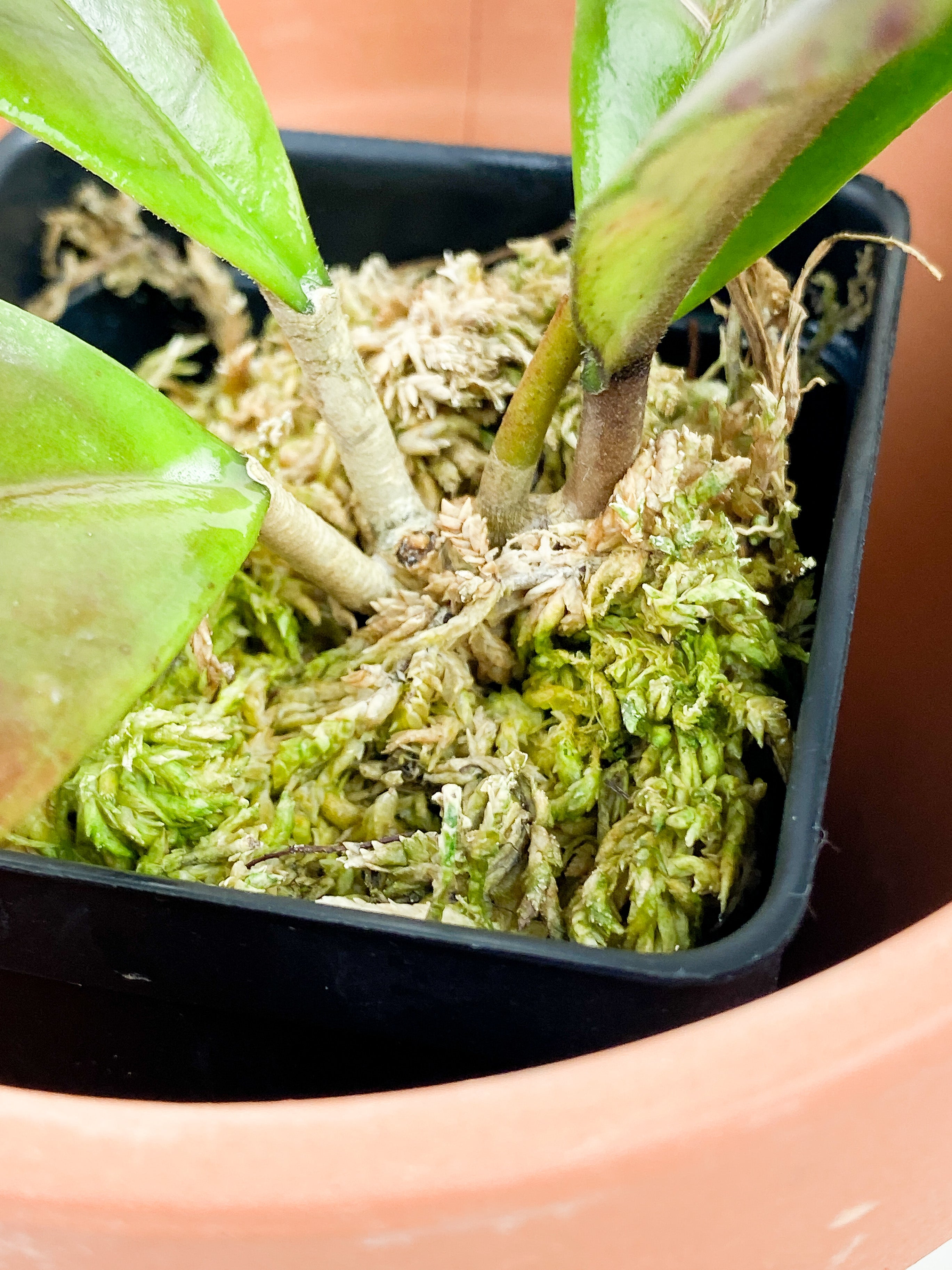 Hoya CV Viola 4 leaves Rooted Sunstressed