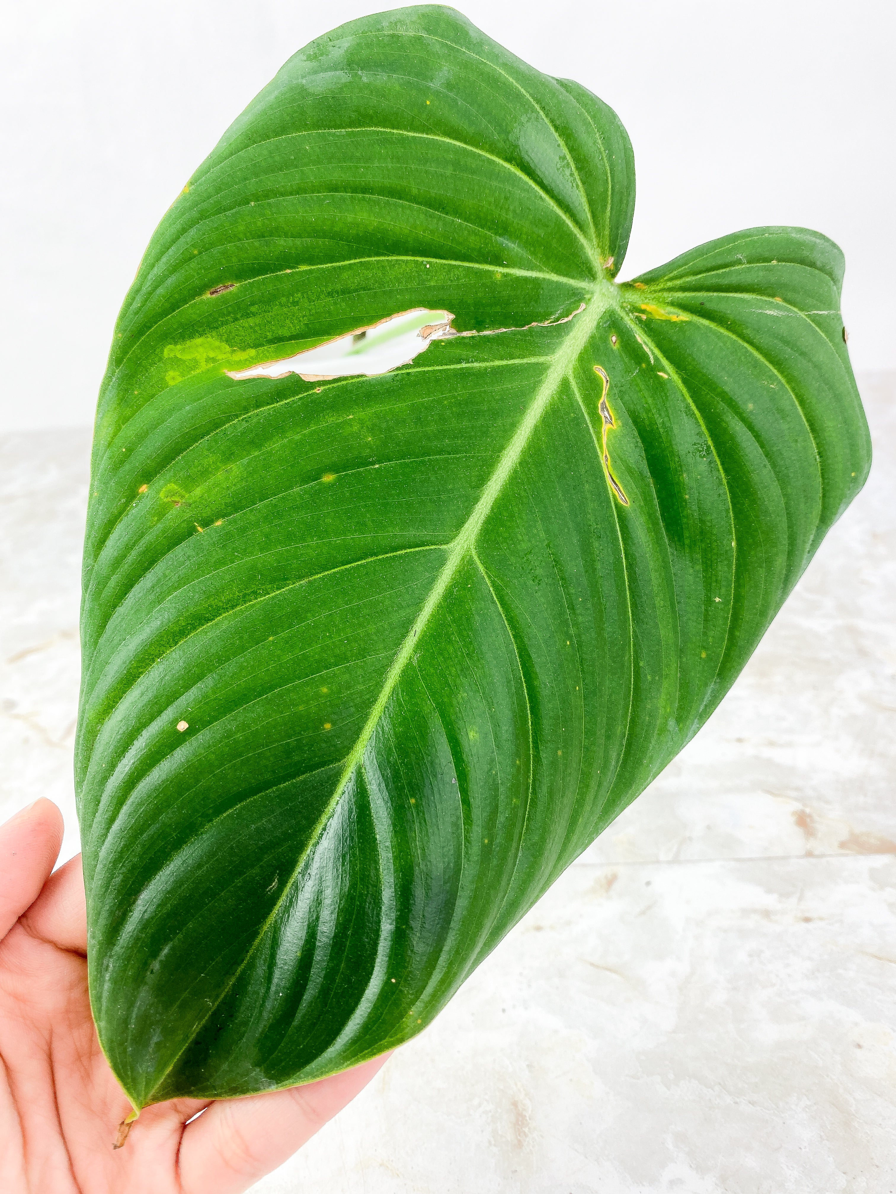 Philodendron glorious 1 big leaf, 1 sprout Rooted