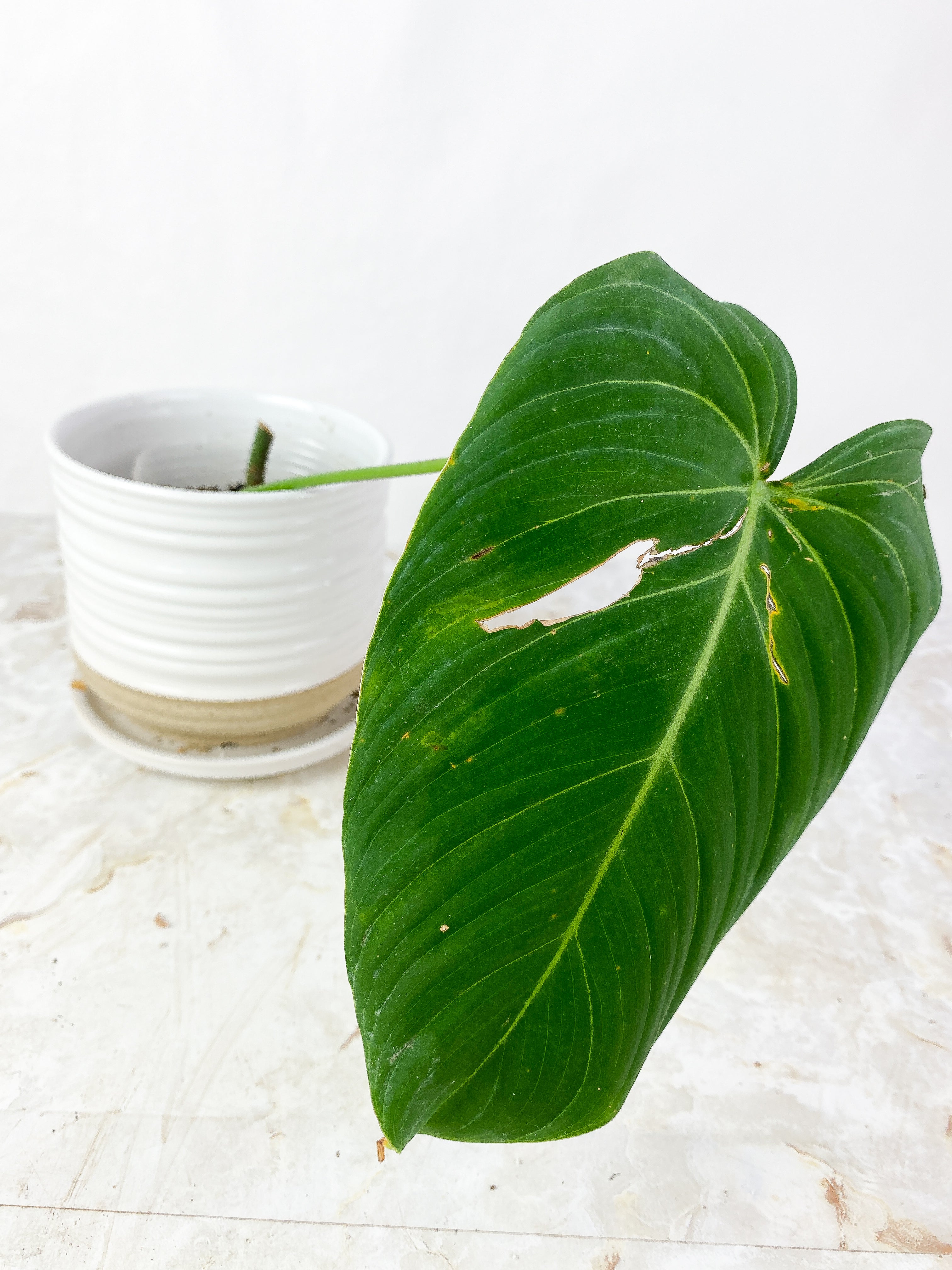 Philodendron glorious 1 big leaf, 1 sprout Rooted