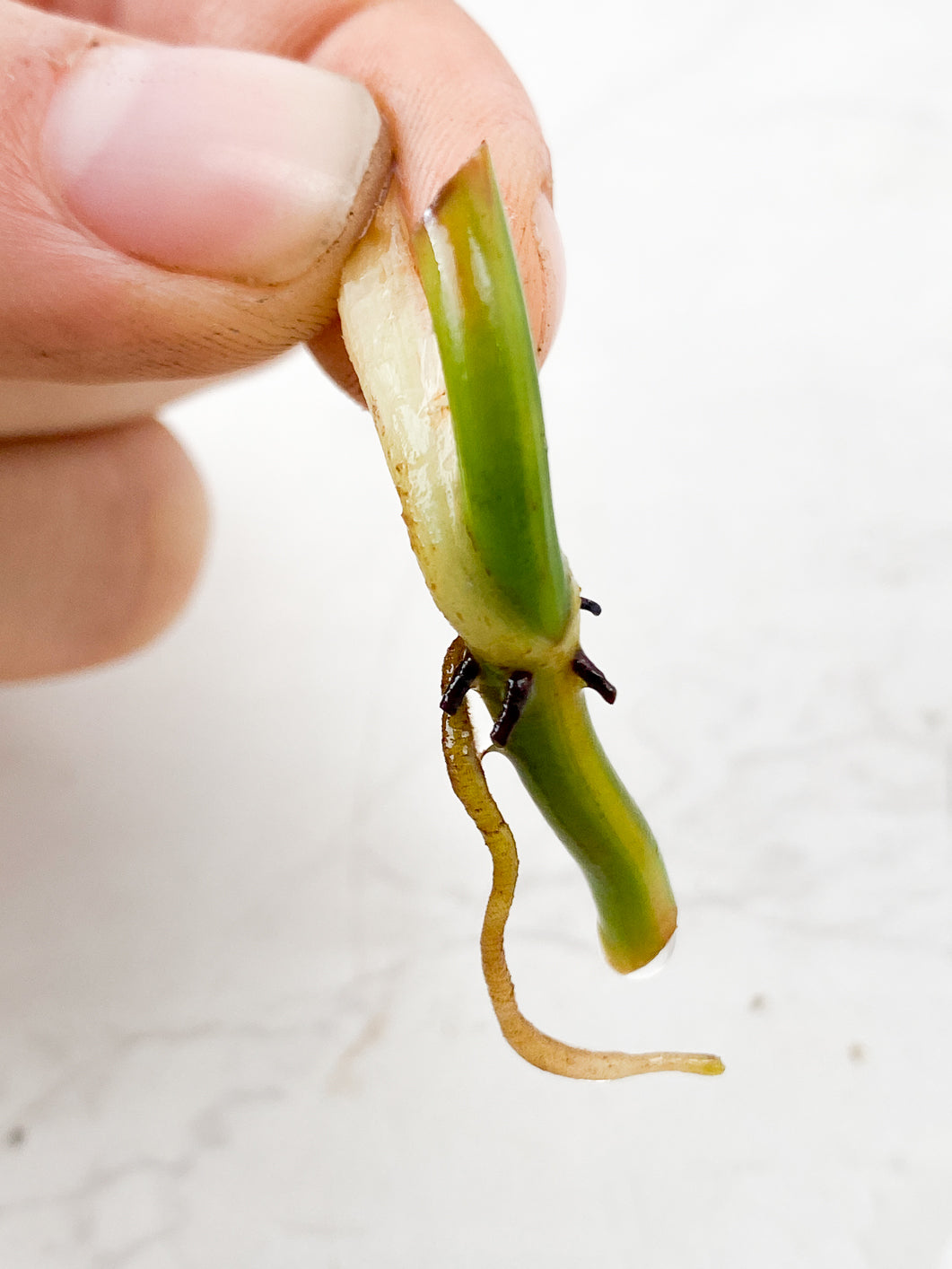 Philodendron Melanochrysum Variegated Rooting node