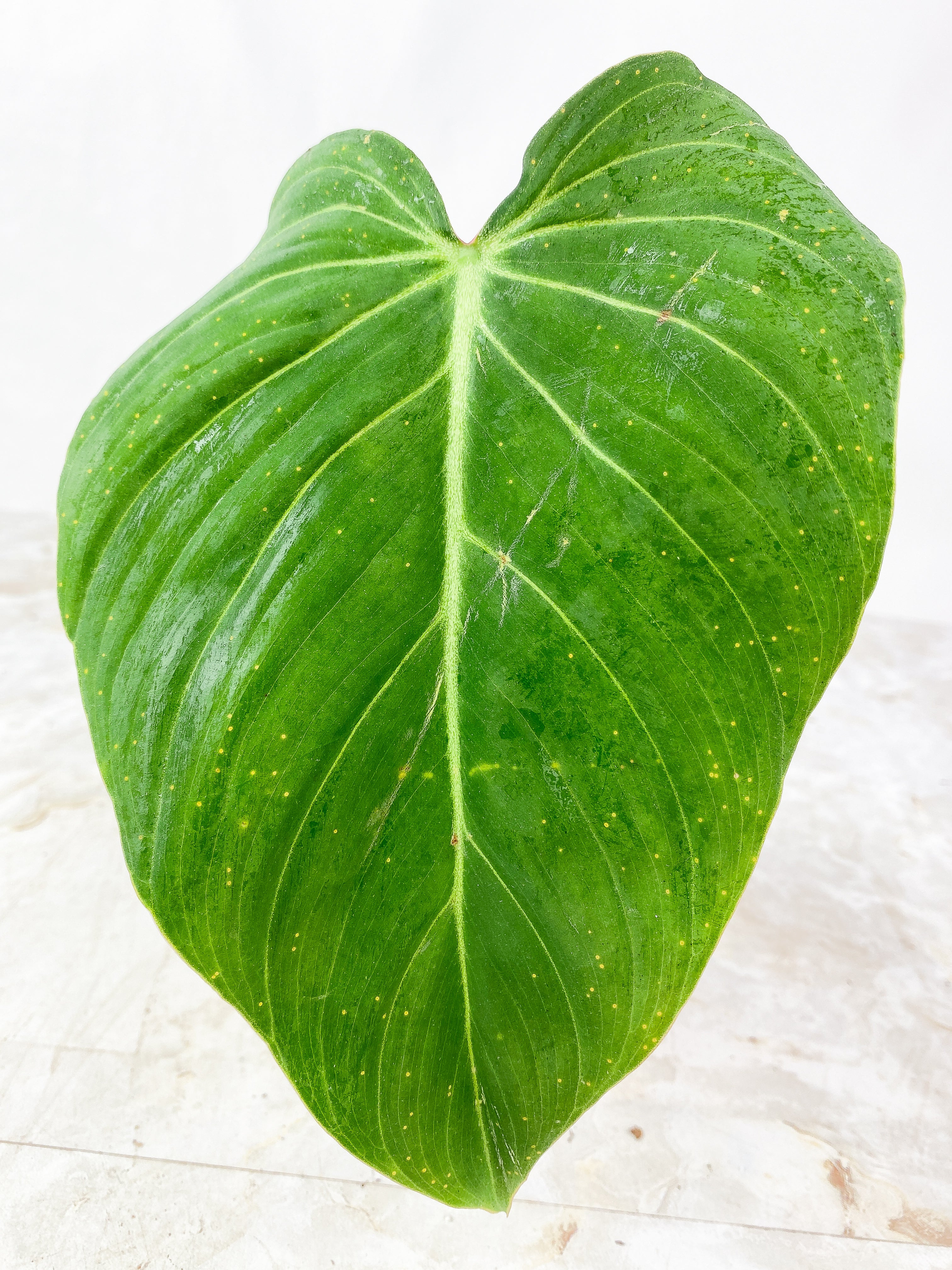 Philodendron glorious 1 leaf, 1 baby leaf Rooted Top Cutting