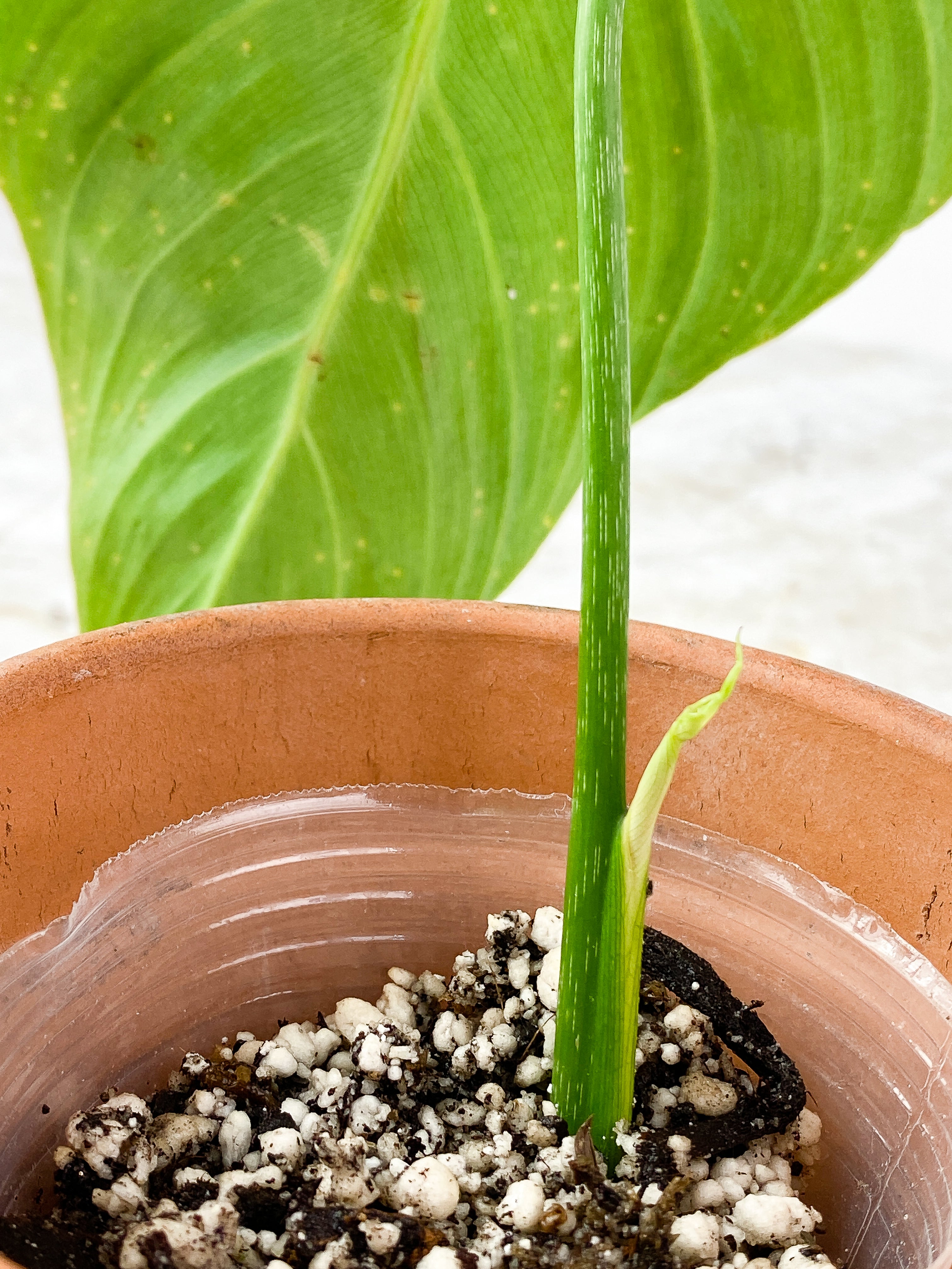 Philodendron glorious 1 leaf, 1 baby leaf Rooted Top Cutting