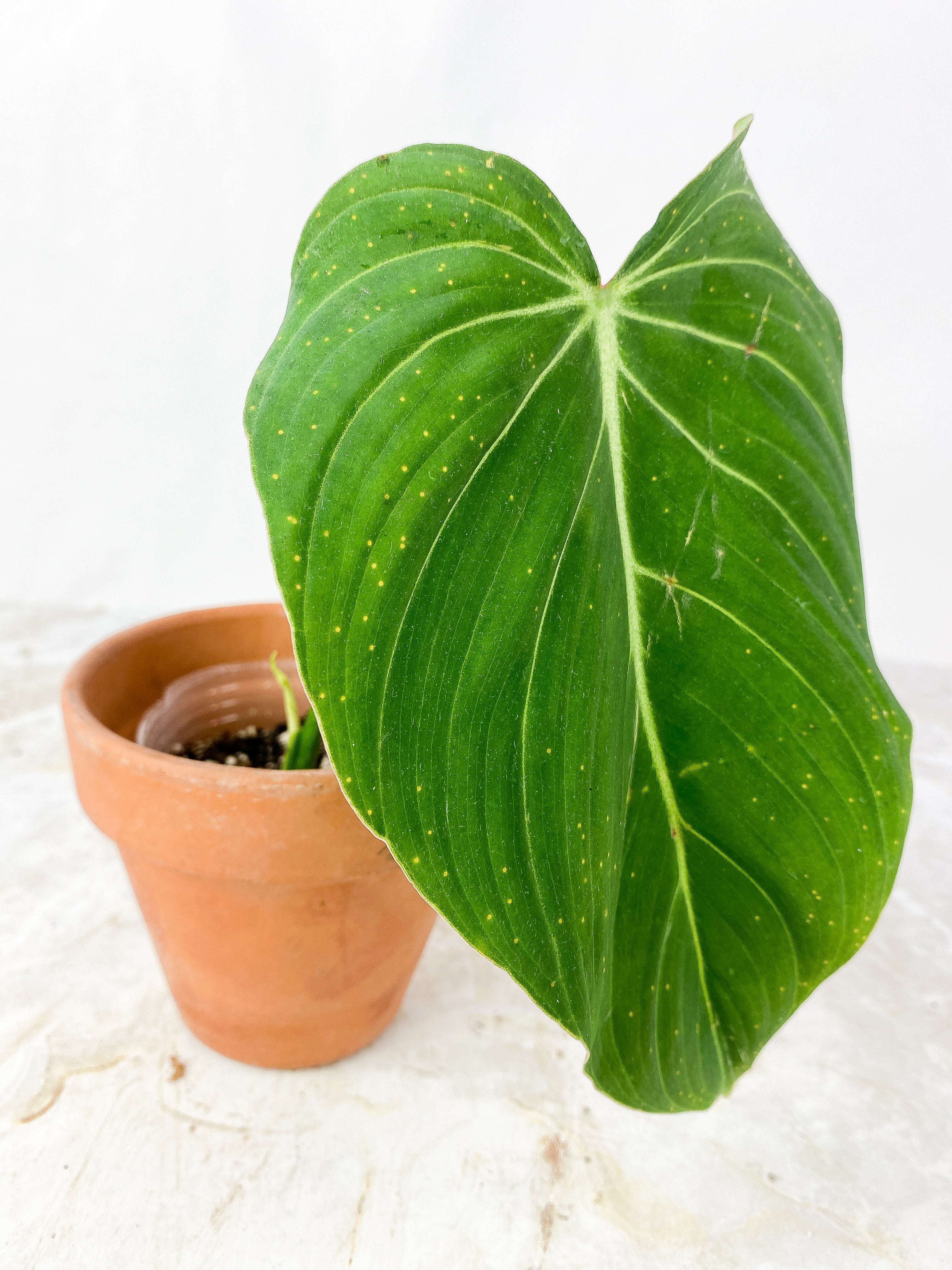 Philodendron glorious 1 leaf, 1 baby leaf Rooted Top Cutting