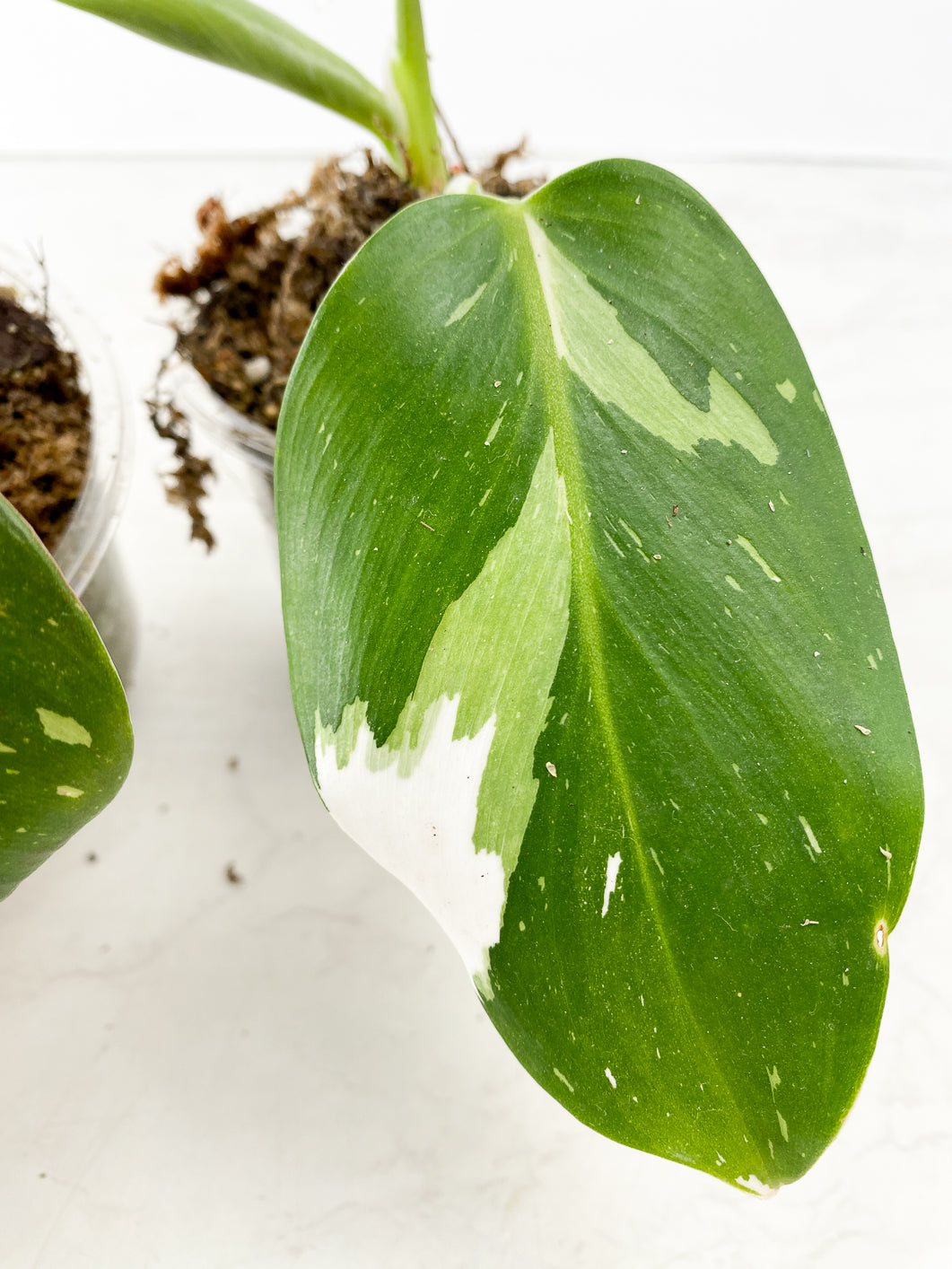 Combo Deal: Philodendron White Wizard and Philodendron White Knight  tricolor