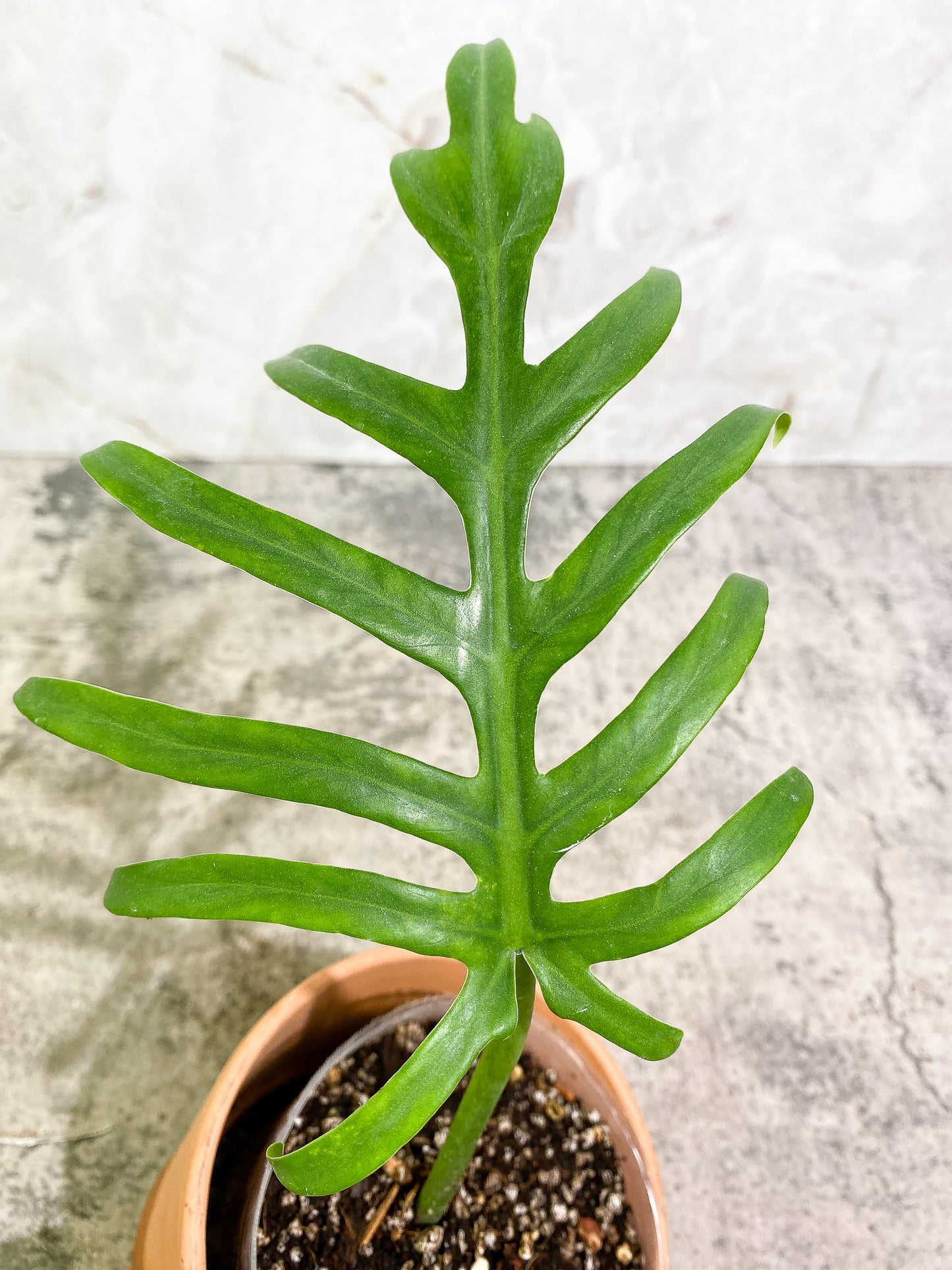 Philodendron Elegens 1 leaf Rooted