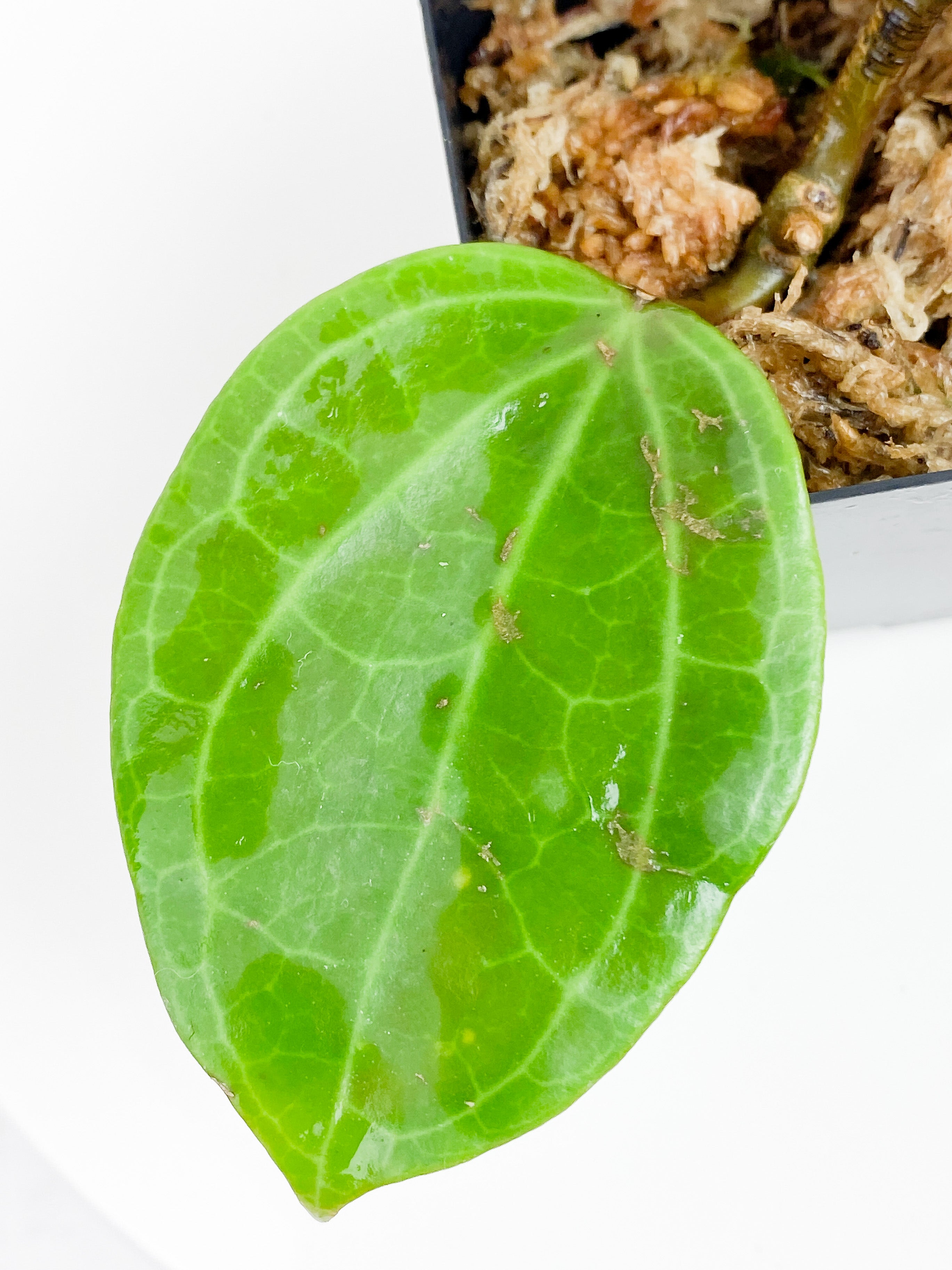 Hoya Latifolia (Dinner plate hoya) 2 leaves