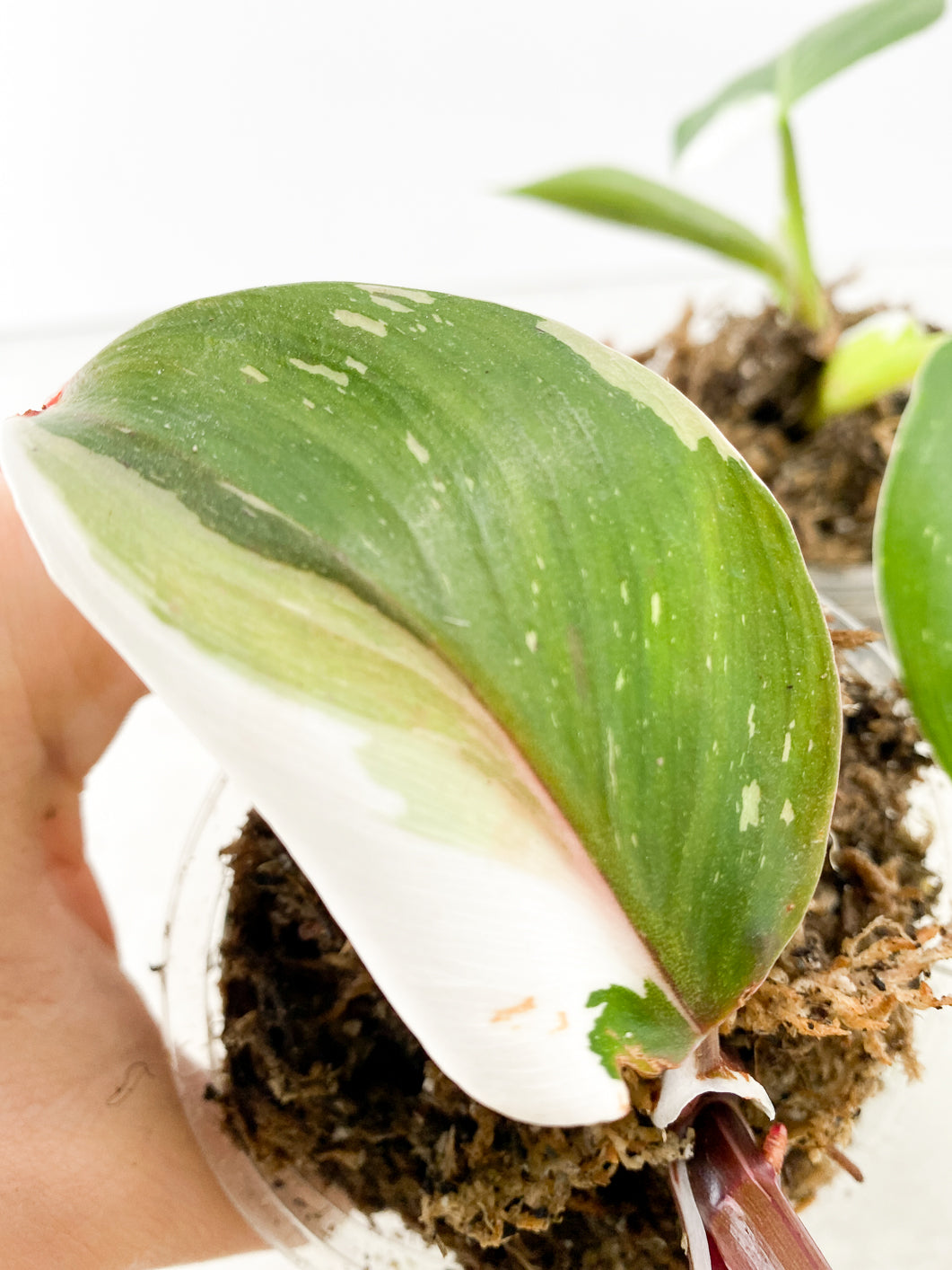 Combo Deal: Philodendron White Wizard and Philodendron White Knight  tricolor