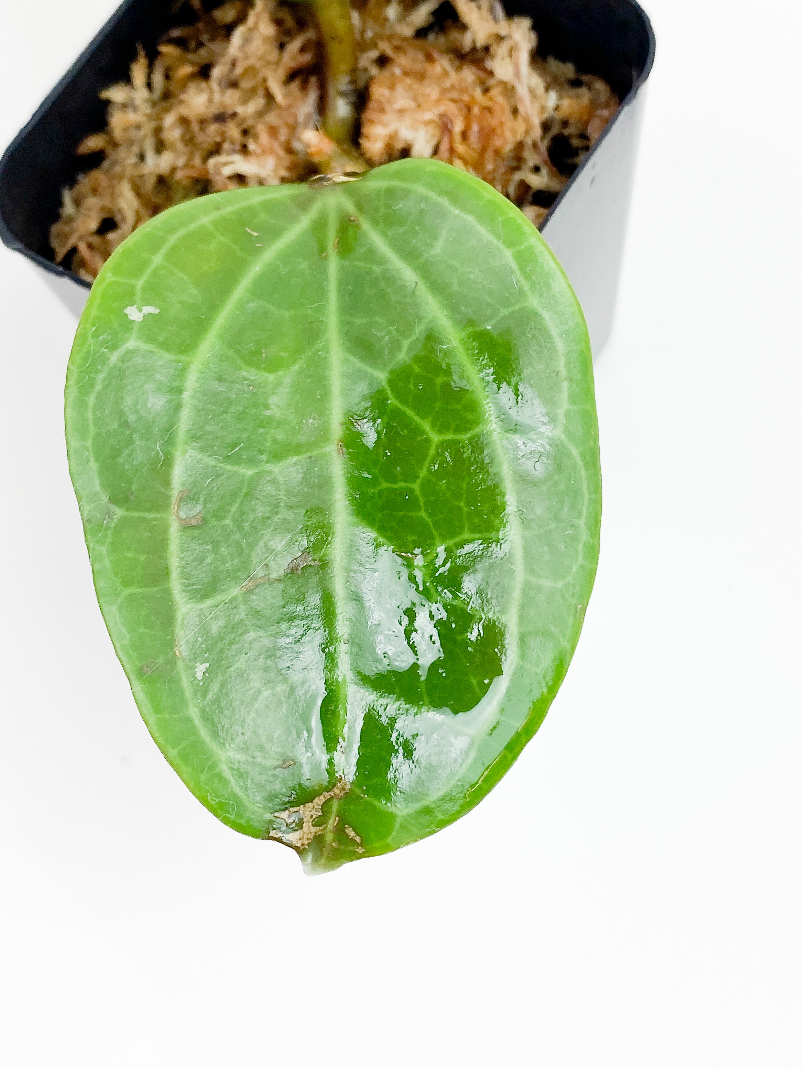 Hoya Latifolia (Dinner plate hoya) 2 leaves