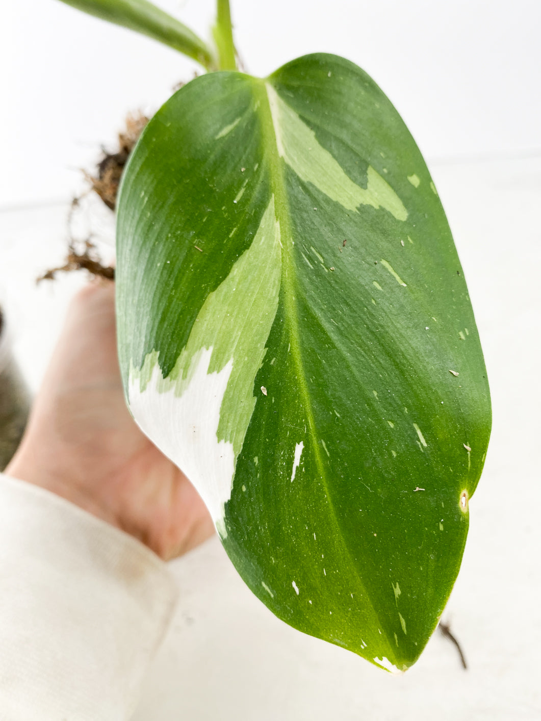 Combo Deal: Philodendron White Wizard and Philodendron White Knight  tricolor