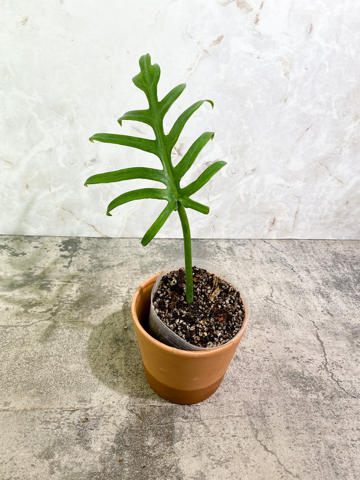 Philodendron Elegens 1 leaf Rooted